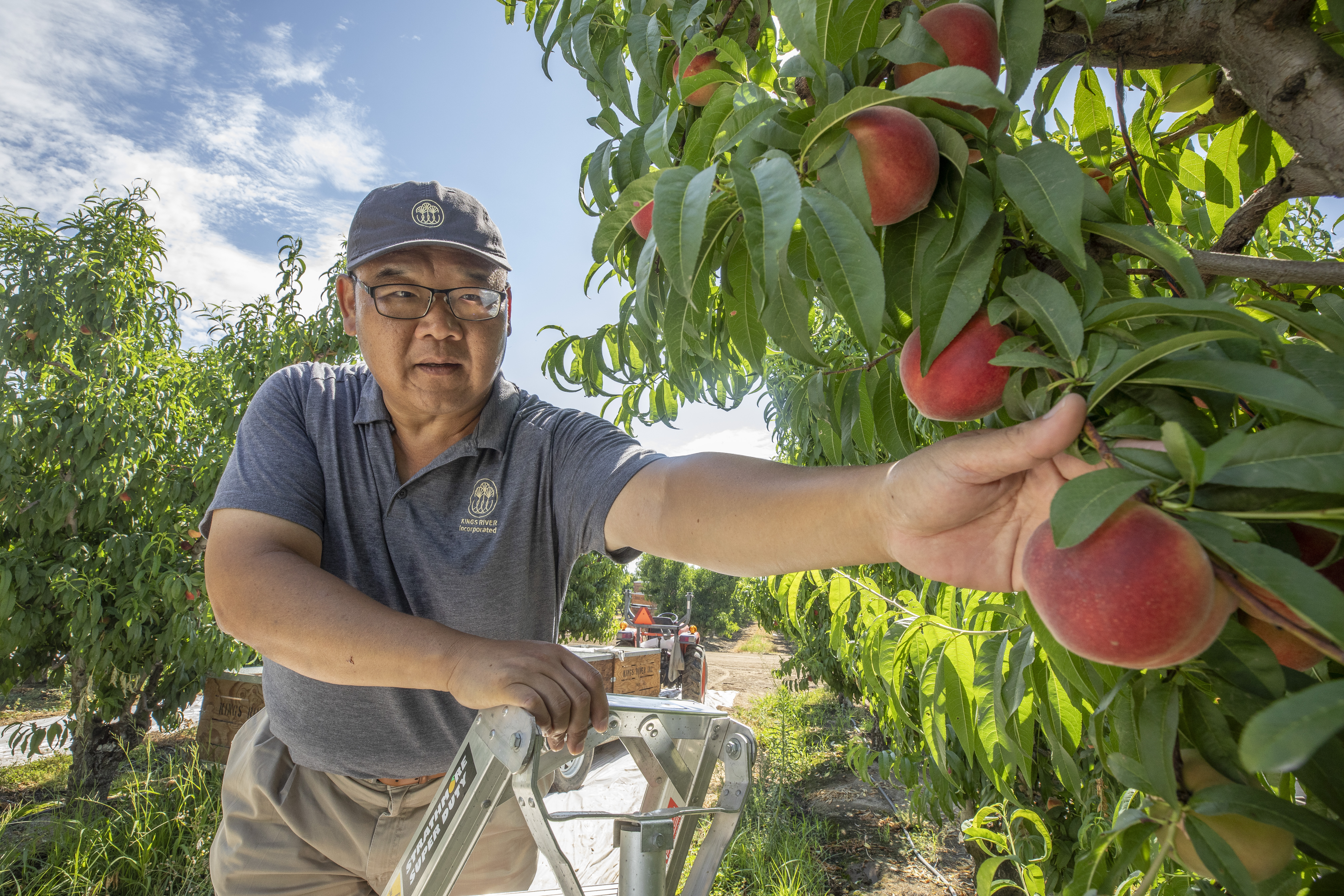 誼馨園董事長汪松林20年前在美國加州購地自種水蜜桃，為種出精品等級水蜜桃，他講究細節，掌握品質。