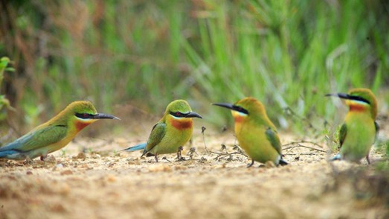 夏日精靈「栗喉蜂虎」現蹤 金門野鳥學會邀親子當生態觀察家