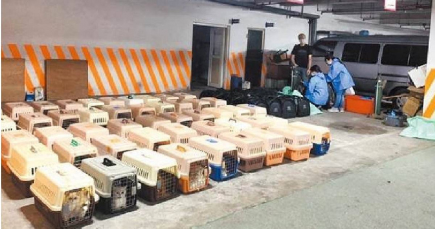 2021年的「順發886」號品種貓走私案，如今判決出爐。（翻攝畫面）