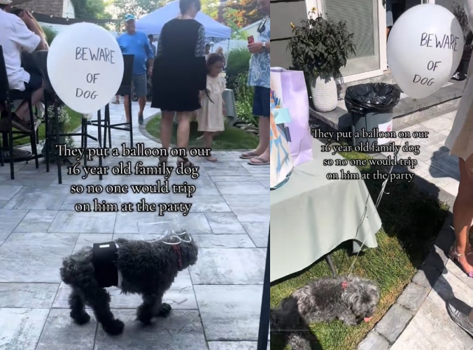 16歲約克夏馬利因行動緩慢，主人為牠綁氣球提醒來賓注意安全。（翻攝自TikTok @alexastocks）