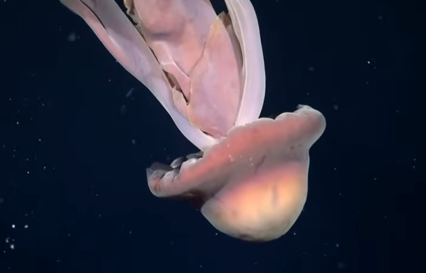 研究團隊首度在阿根廷外海拍攝到巨大幻影水母。（翻攝YT@Reuters）