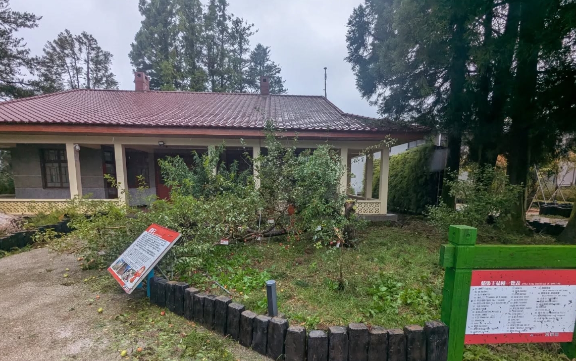 福壽山農場說，「蘋果王」不敵楊柳颱風駕崩。（翻攝自福壽山農場臉書）