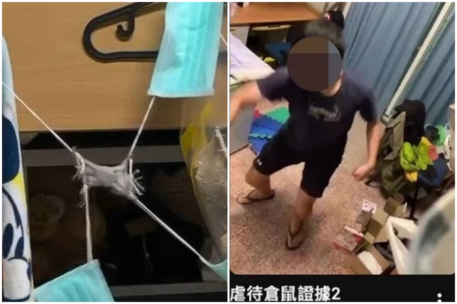 高雄一名陳姓大四應屆畢業生,被同寢室友指控平均一週虐殺3隻倉鼠。(翻攝畫面)