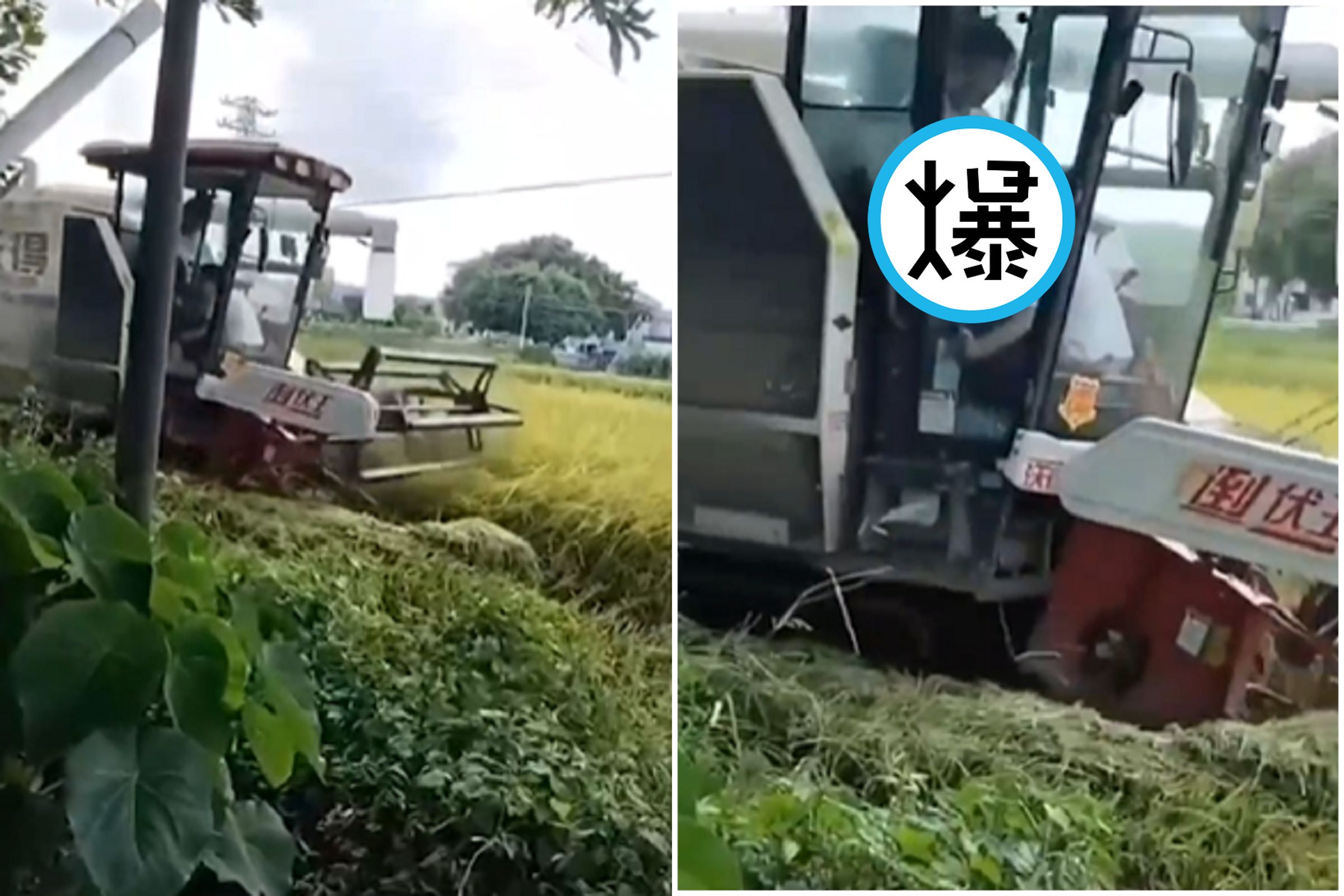 厲害了中國!男生努力收割農作,女生用嘴收割「精益求精」。(翻自《黑料網》)
