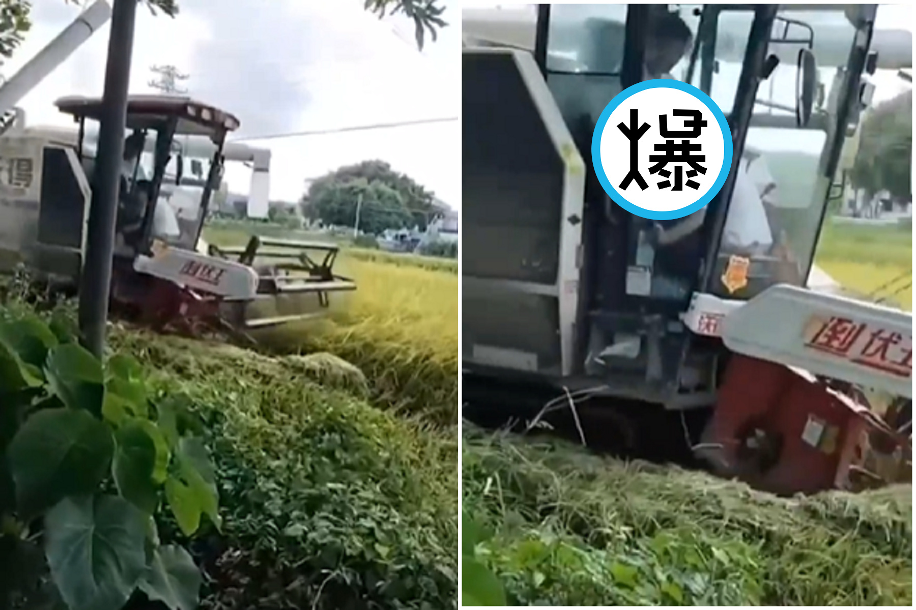 厲害了中國！男生努力收割農作，女生用嘴收割「精益求精」。（翻自《黑料網》）