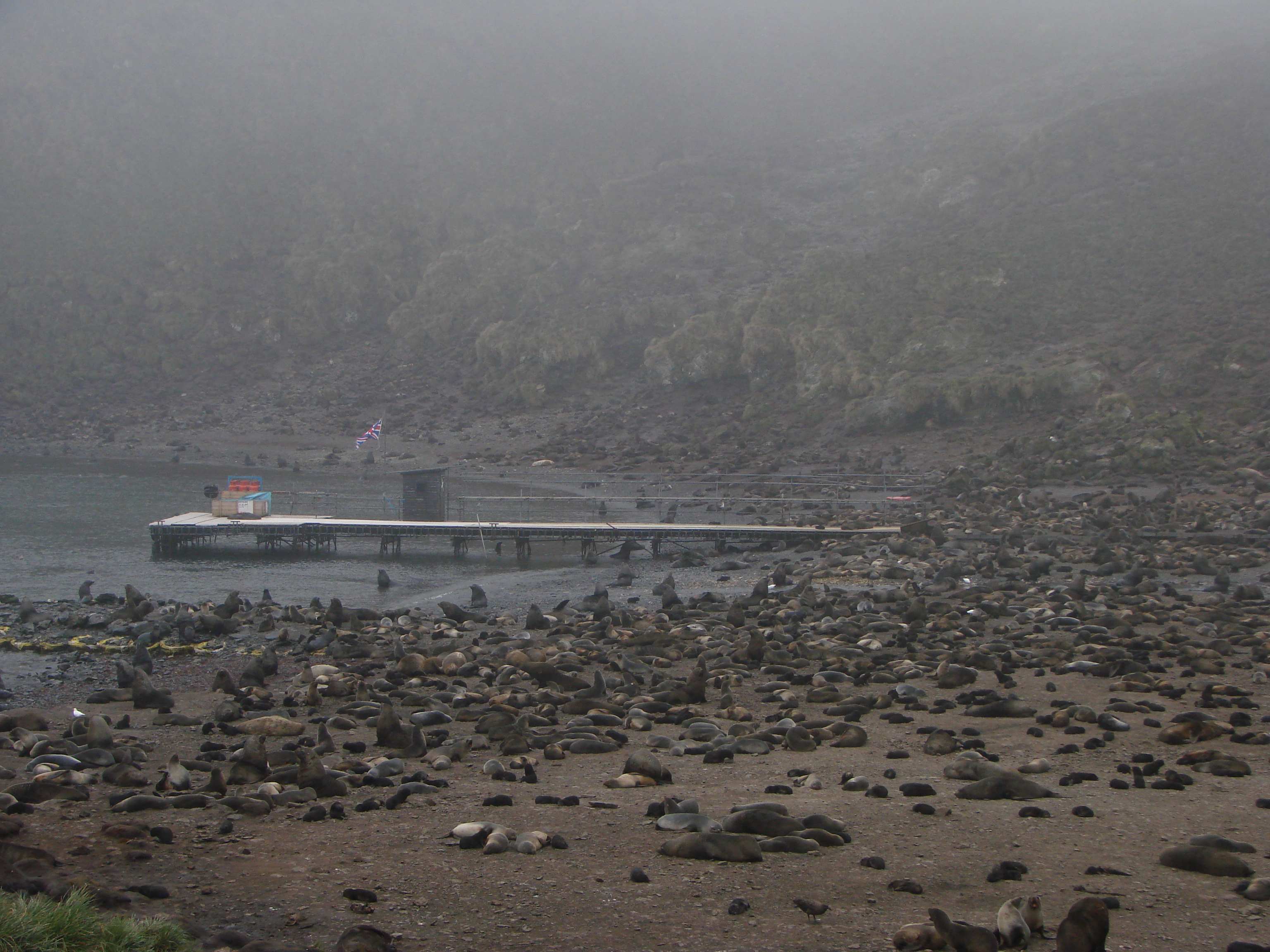 位於南大西洋上的伯德島，近日島上的鳥類身上被驗出禽流感病毒，引發學者警戒。（翻攝自web.archive.org）