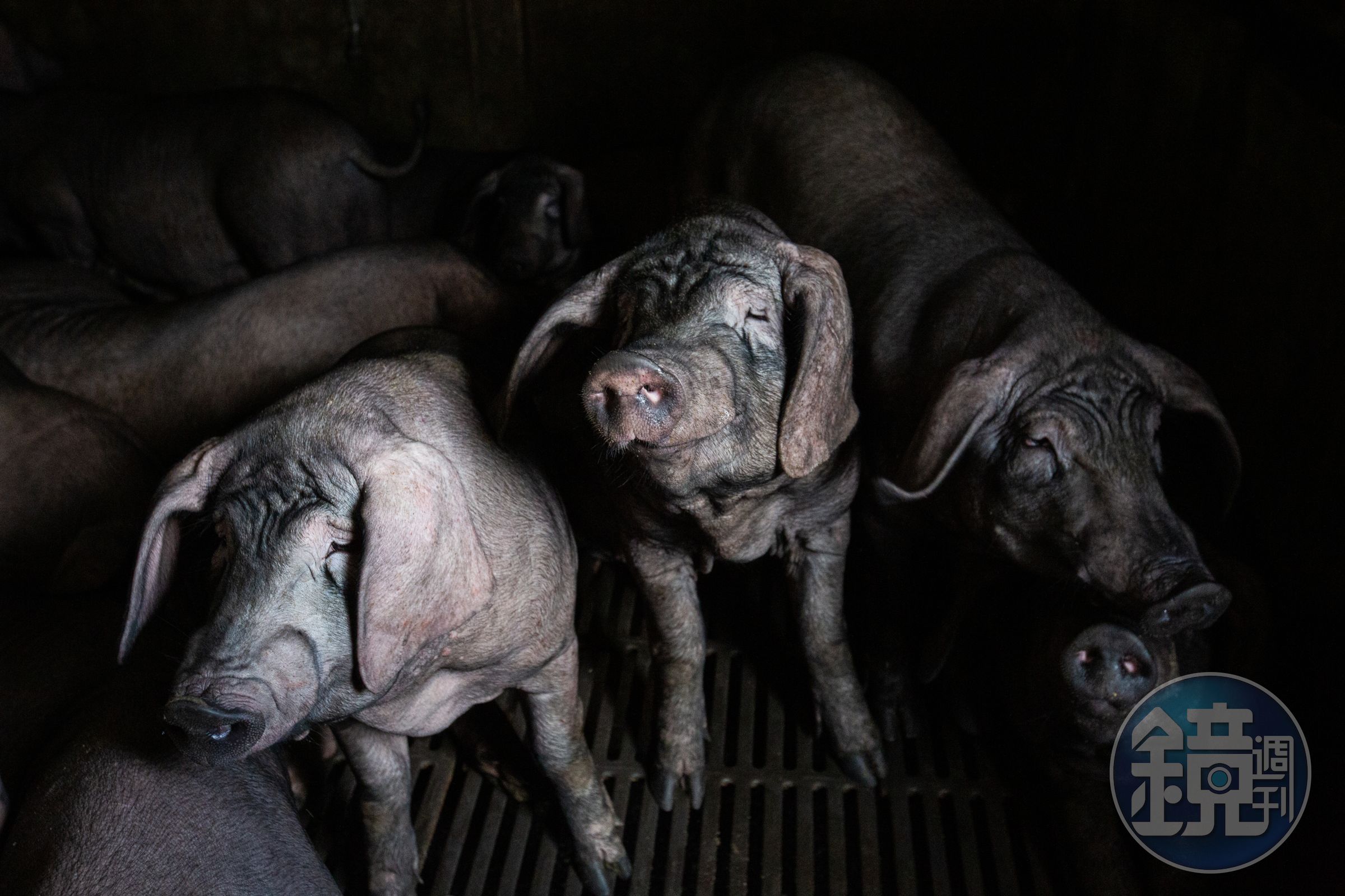 我國向世界動物衛生組織(WOAH)申請「豬瘟非疫國」認定,獲WOAH科學委員會建議「同意」認定。(示意圖,本刊資料照)