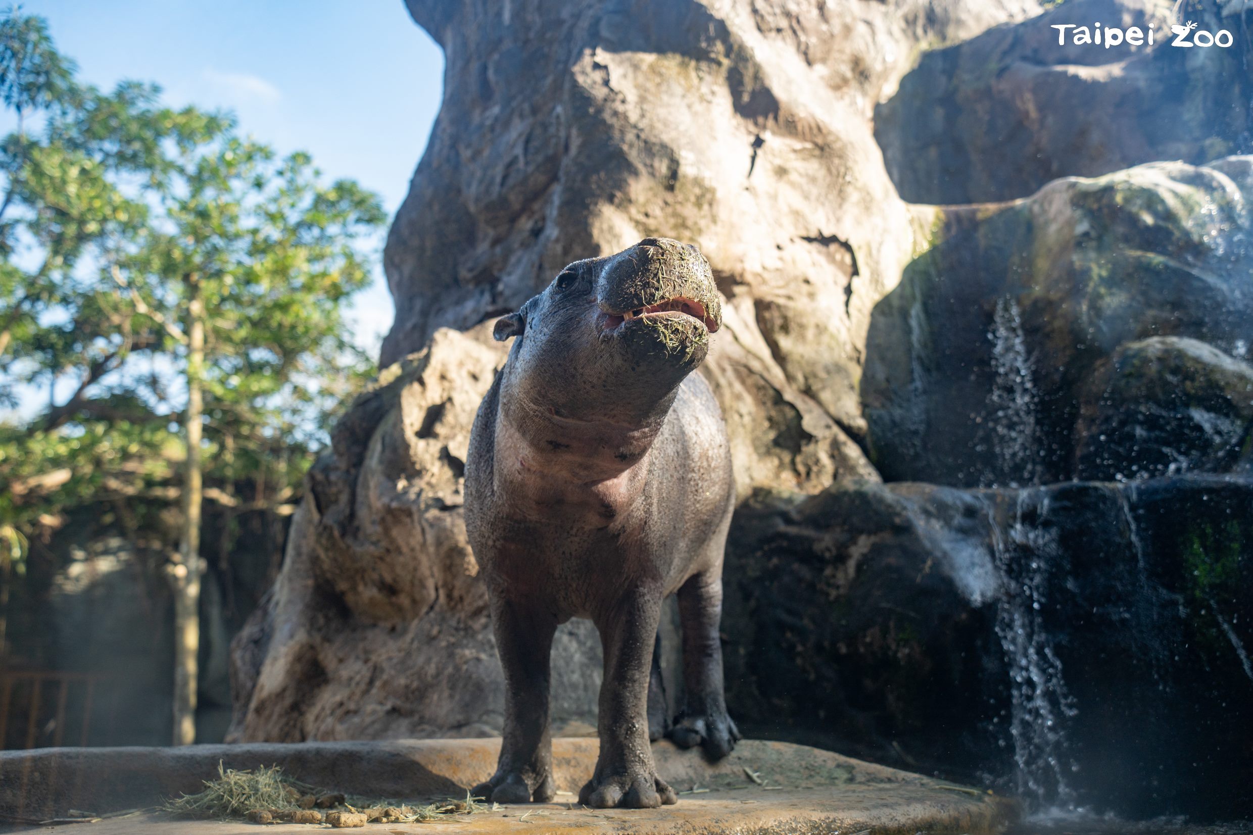 謝謝侏儒河馬Thabo陪伴我們的短暫時光。(台北市立動物園提供)