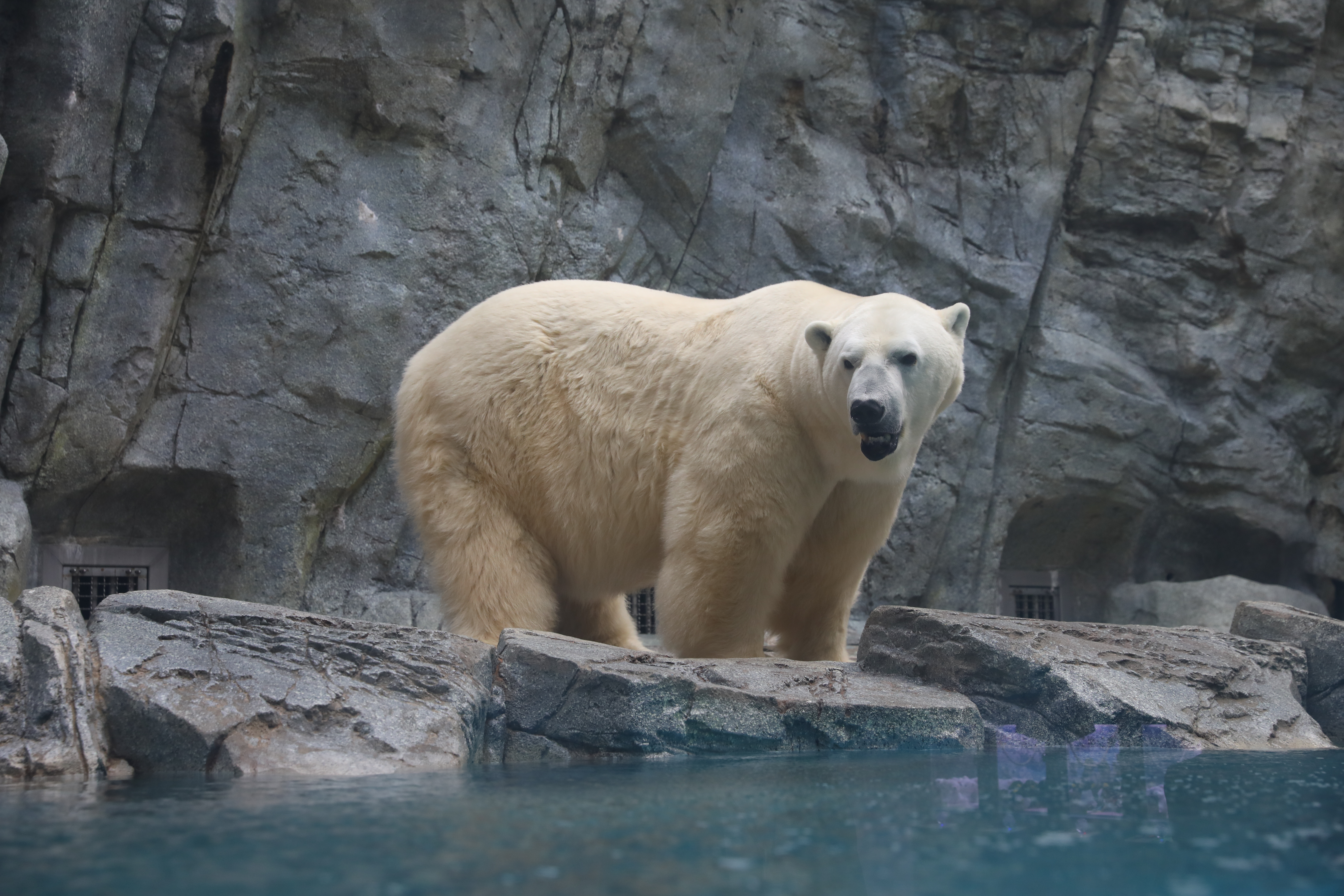 北極熊是陸地上體型最大的哺乳動物之一，體重最高可達400公斤，男鹿水族館的大白熊今天看起來心情不佳。