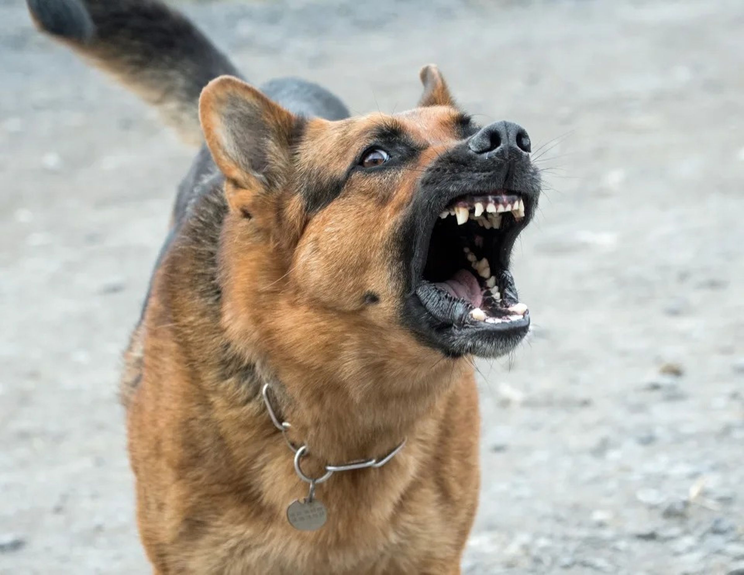 南韓中部的大田廣域市,誤傳有70多隻猛犬從犬舍逃出。示意圖,非當事狗。(翻攝自pixabay)