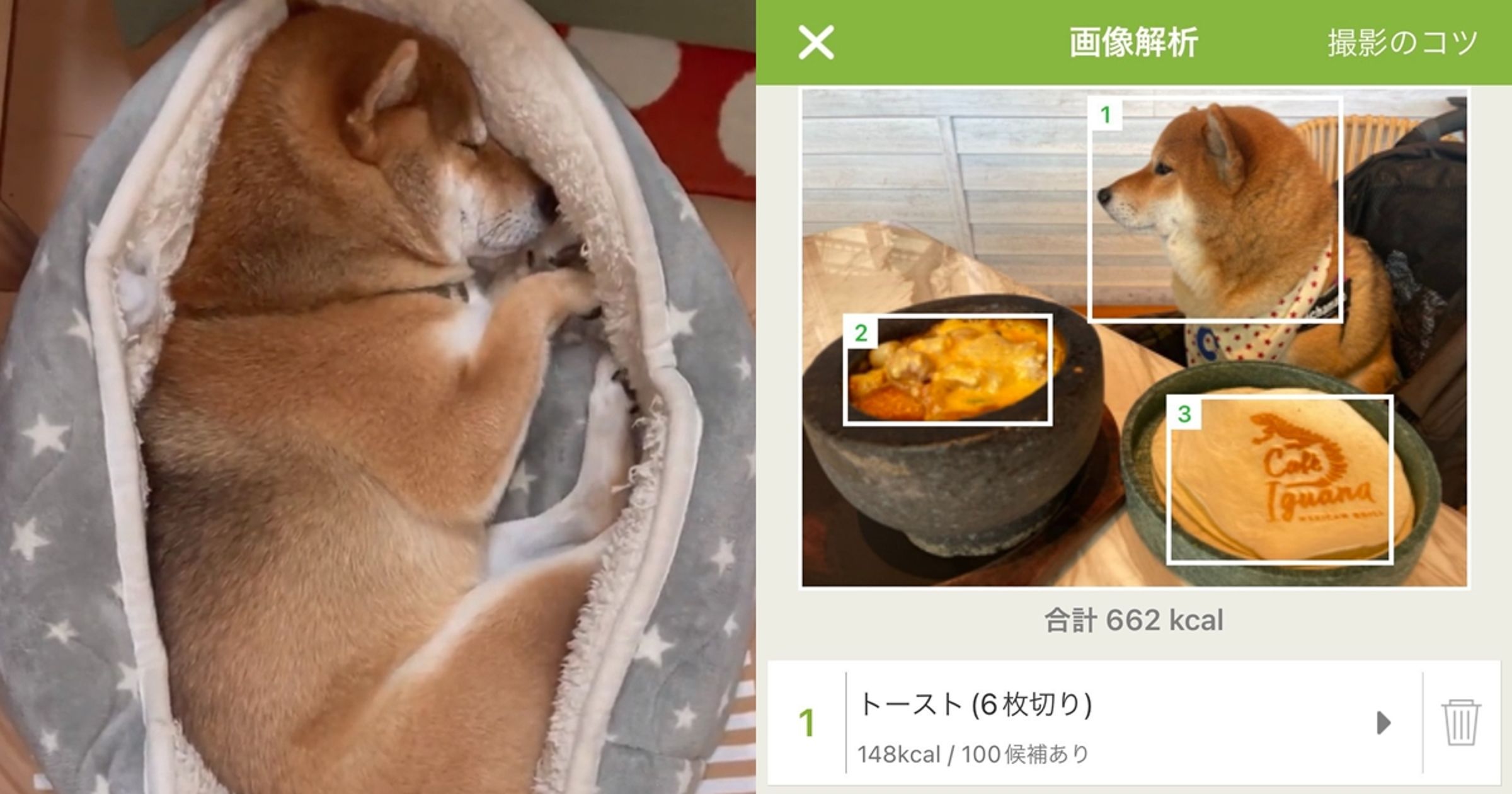 每吃1片吐司就有1/6隻柴柴受害。(翻攝自X@chachamarock)