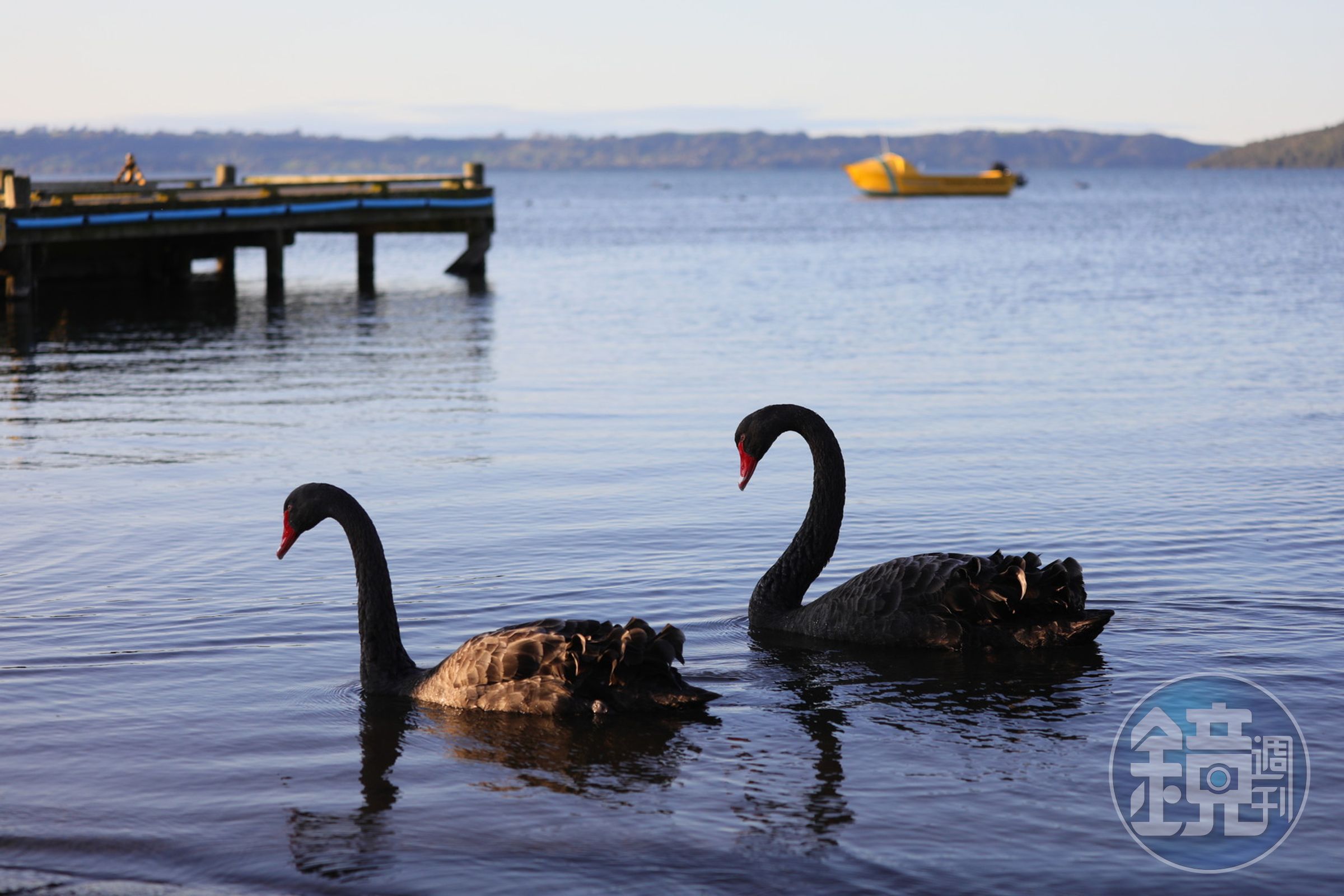湖畔黑天鵝成雙成對悠游，愜意優雅。