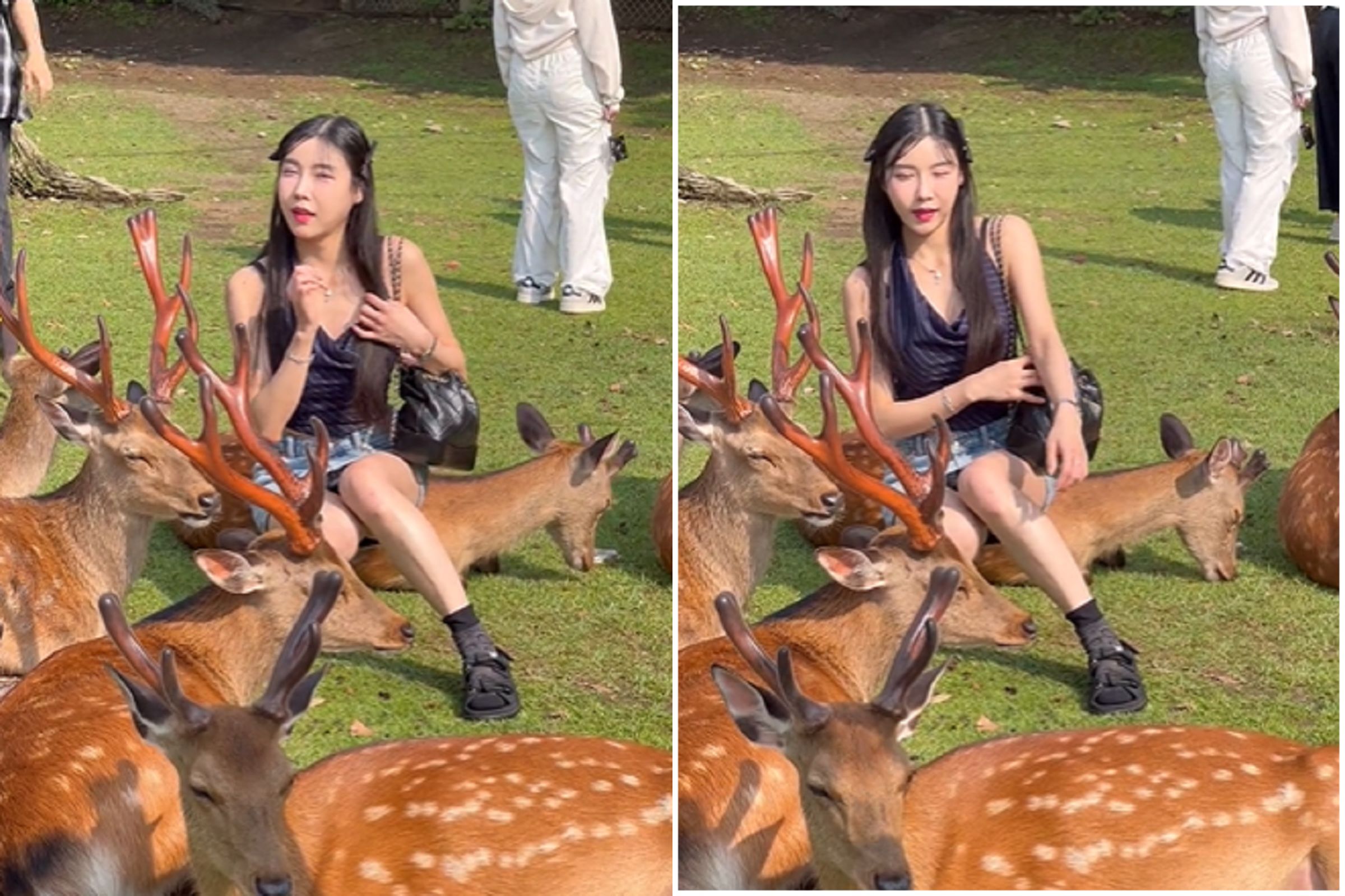 妹子硬上奈良鹿，騎乘險洩春光？真相曝光。（翻自TikTok）