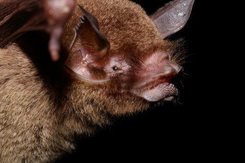 這種病毒被發現於「帕氏裸背蝙蝠」，是一種以昆蟲為食、在拉丁美洲廣泛分布的蝙蝠。（翻攝自inaturalist.org）