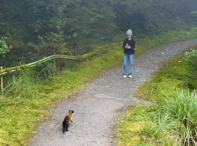 吳婉君在臉書po文，爬山時巧遇黃喉貂。（翻攝自無吳婉君臉書）