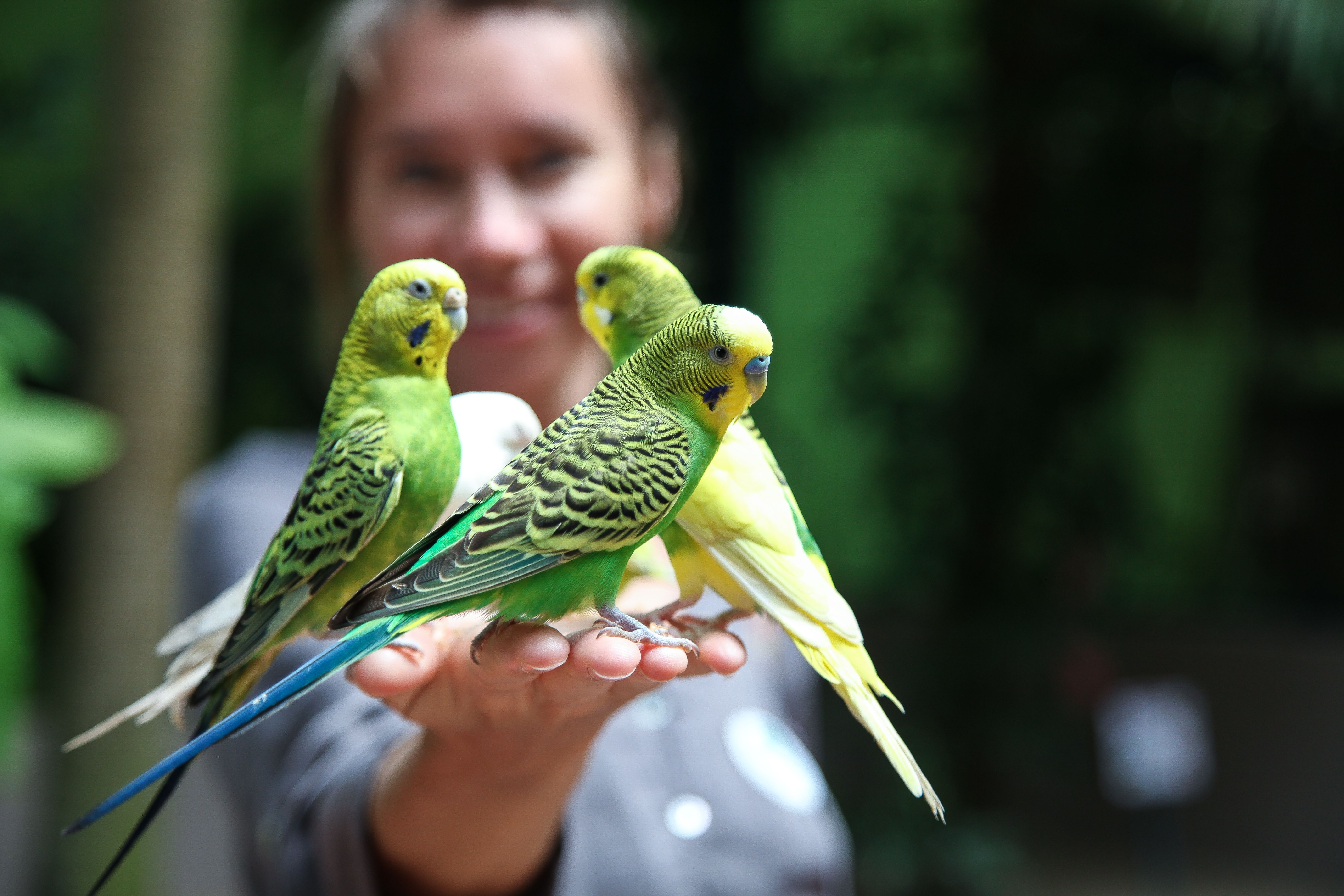 在家飼養鳥兒的人須注意,敏感族群可能會對吸入的鳥類相關抗原產生免疫反應,引發肺部疾病。(Pexels提供)