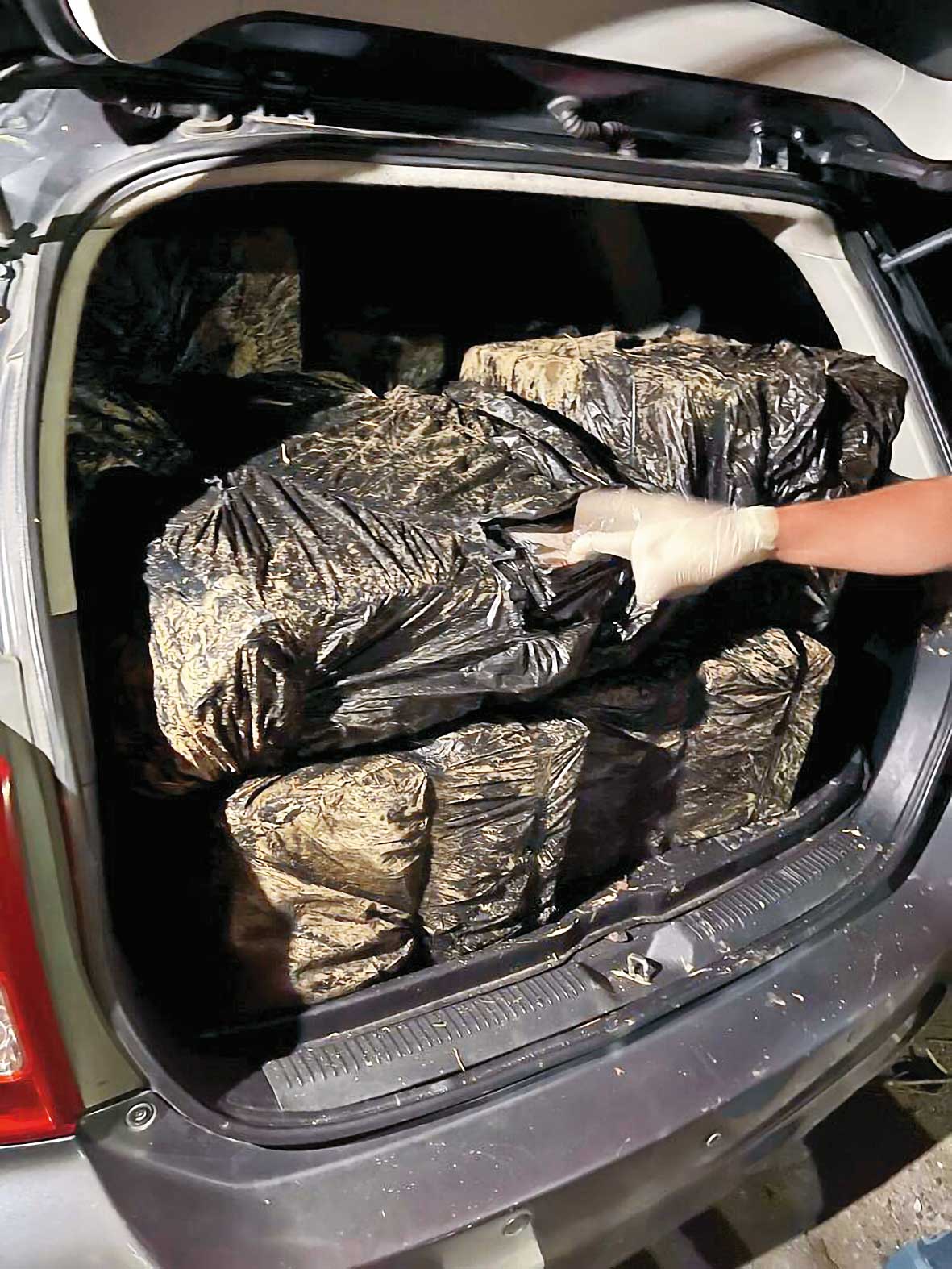 兩年前曾發生越南失聯移工組山老鼠集團盜伐南投仁愛山區珍貴扁柏四百多公斤。（翻攝畫面）