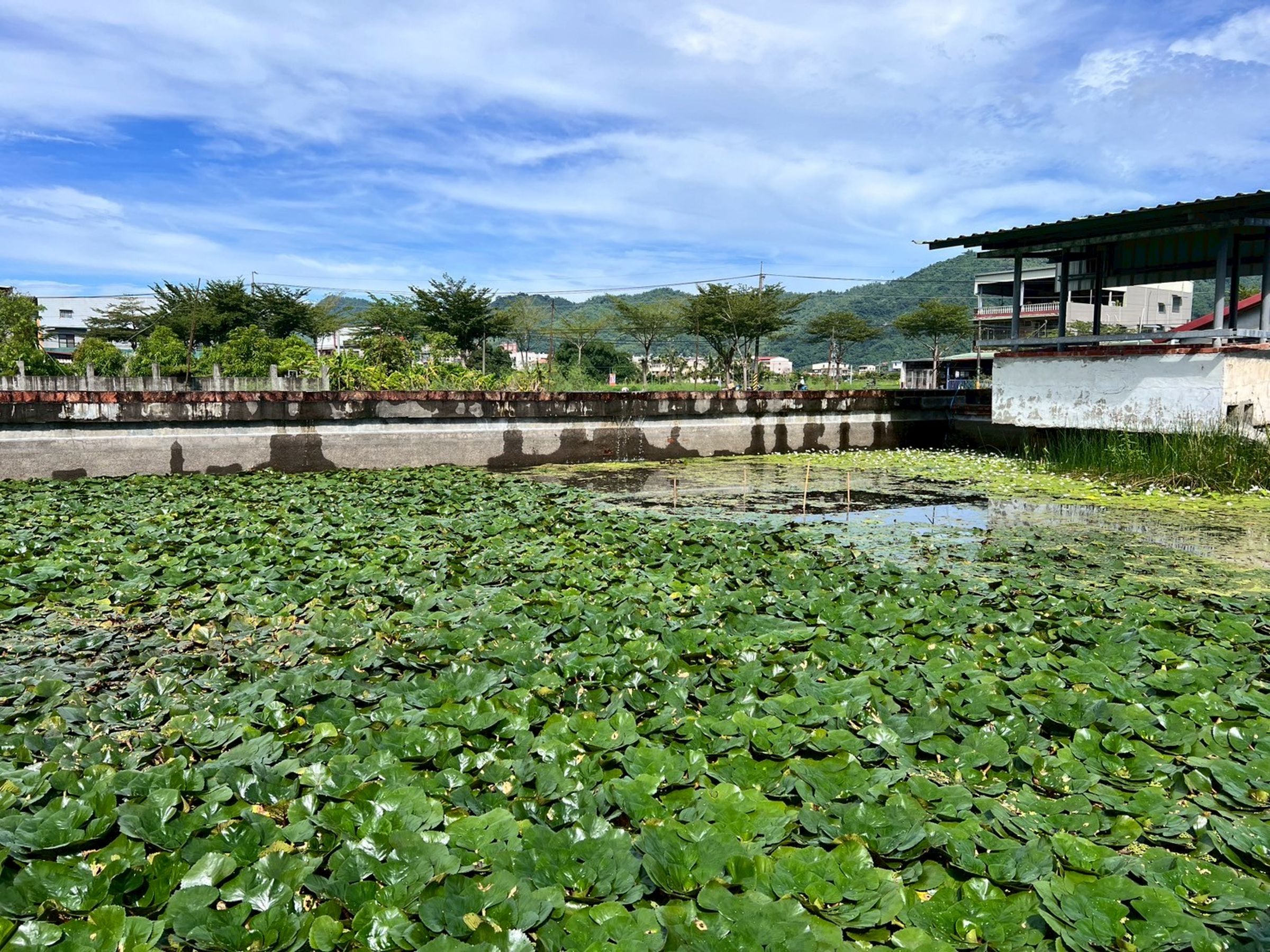 從廢棄鱉池到水雉復育場域,體現社區一家計畫助力社區翻轉的成果。(信義房屋提供)