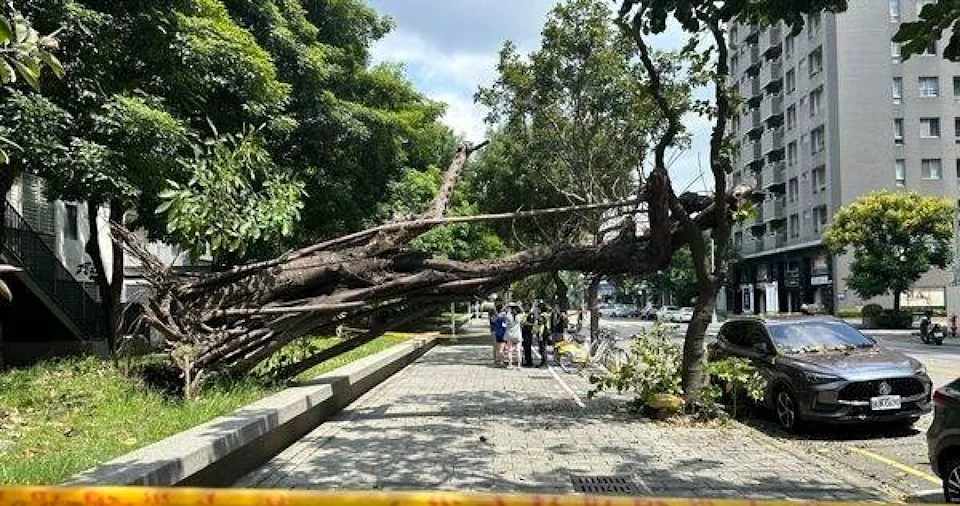 8米高的大樹壓倒在車輛上，天窗與右車身遭重擊毀損，場面怵目驚心。（翻攝畫面）