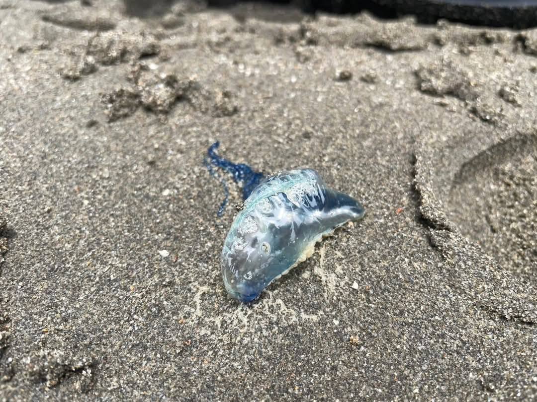 日前有民眾在新竹縣竹北市新月沙灣海灘，發現有劇毒的僧帽水母。（翻攝臉書社團「竹北人大小事」）