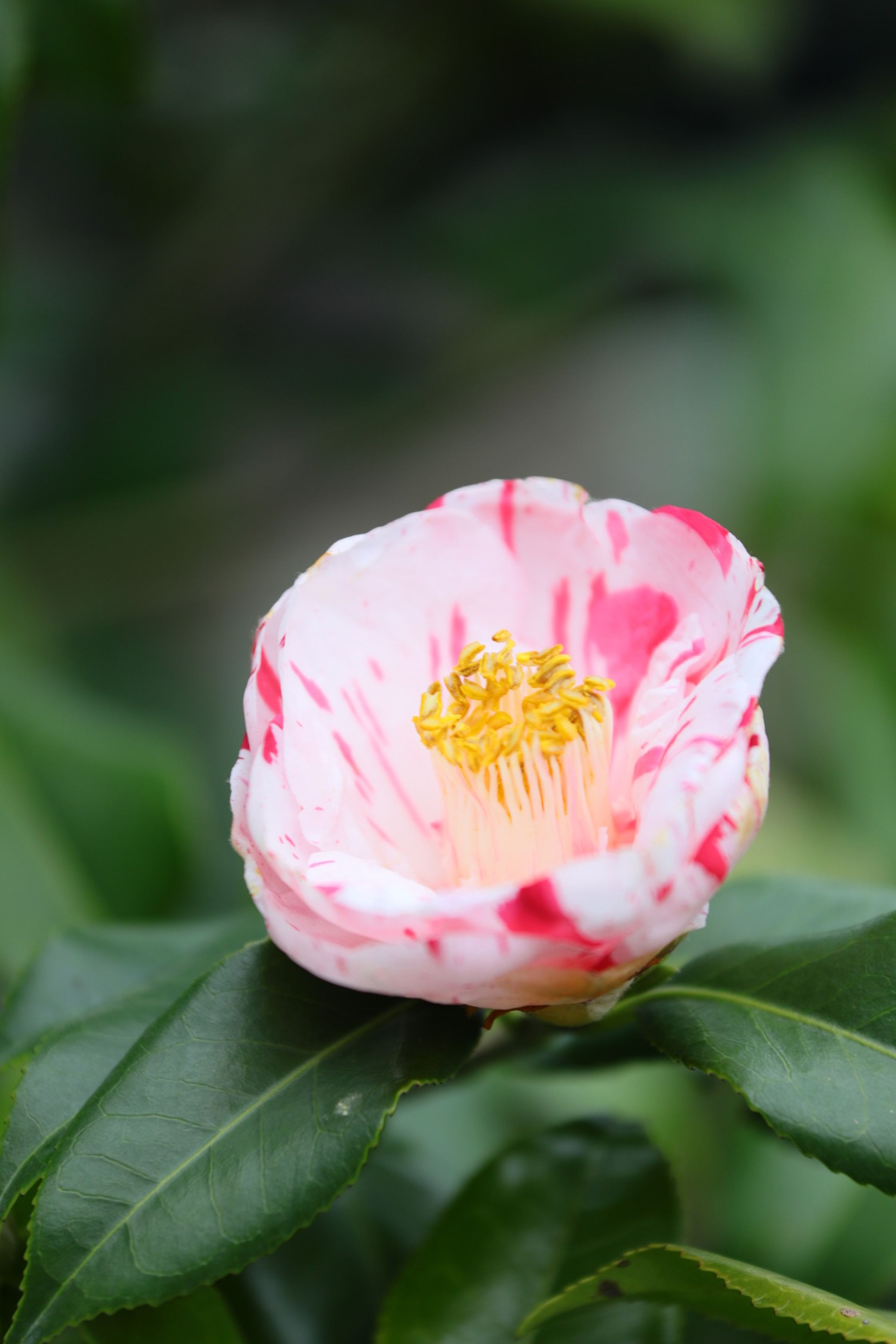 「蝦夷錦」是紅山茶品種,白花紅縱紋的特殊花瓣相當具有觀賞價值。