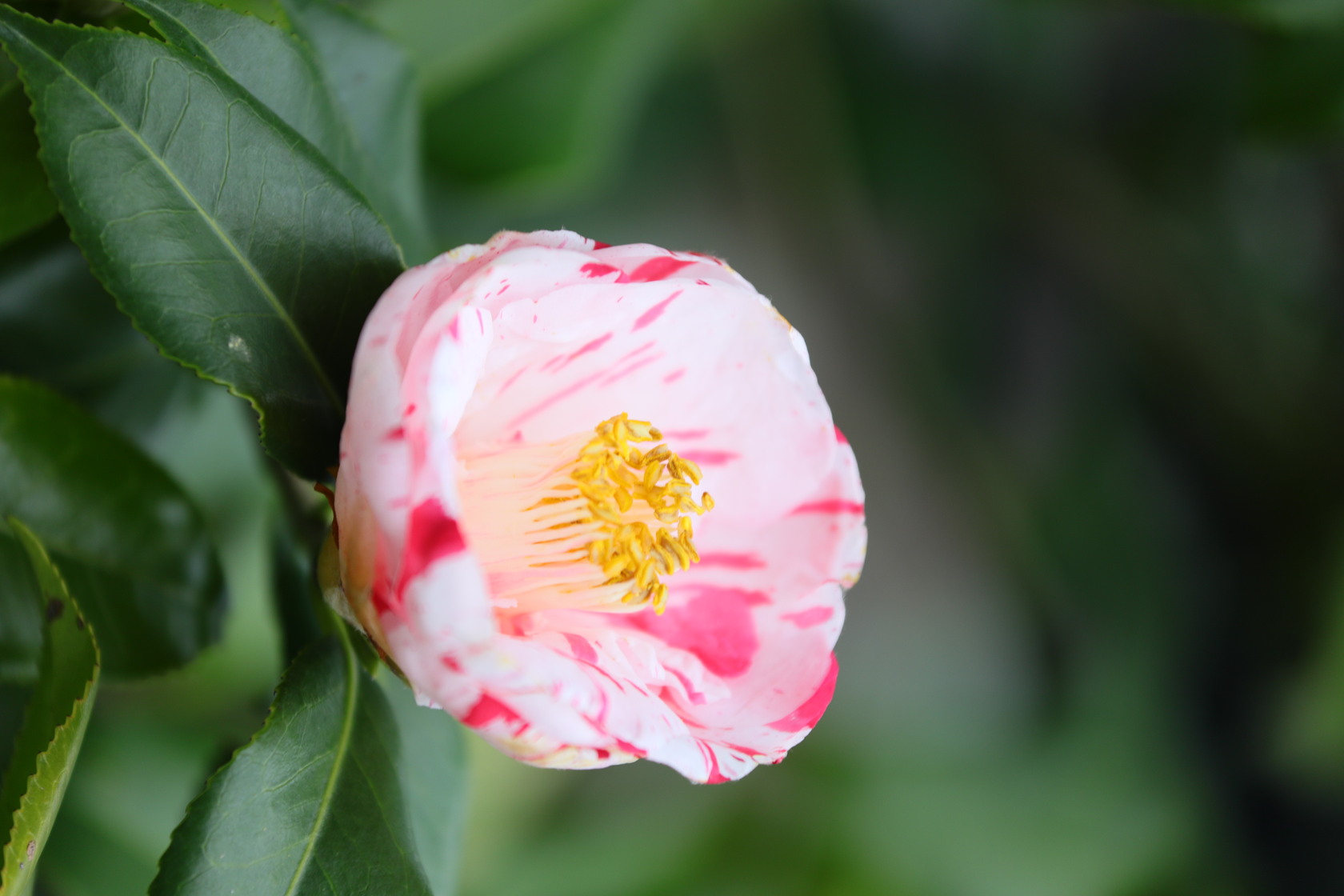 「蝦夷錦」是紅山茶品種，白花紅縱紋的特殊花瓣相當具有觀賞價值。