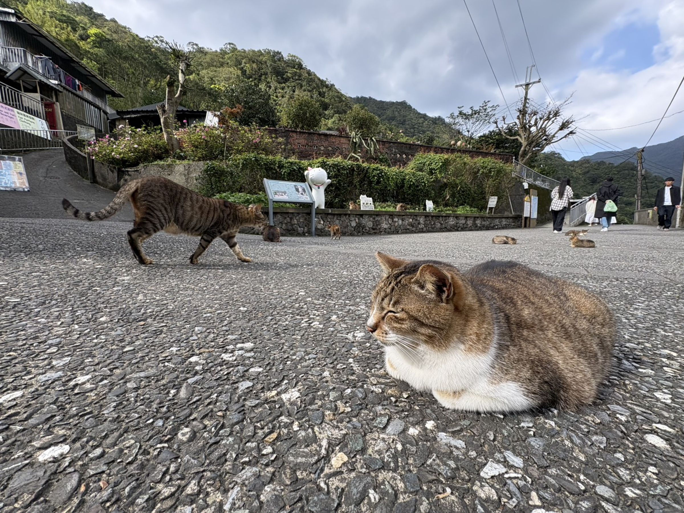 新北市動保處今天在猴硐貓村,舉辦貓咪送養會。(新北市政府提供)