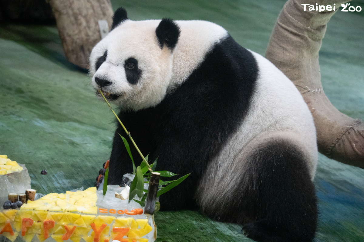 圓仔轉眼間已經有10歲。（台北市立動物園提供）