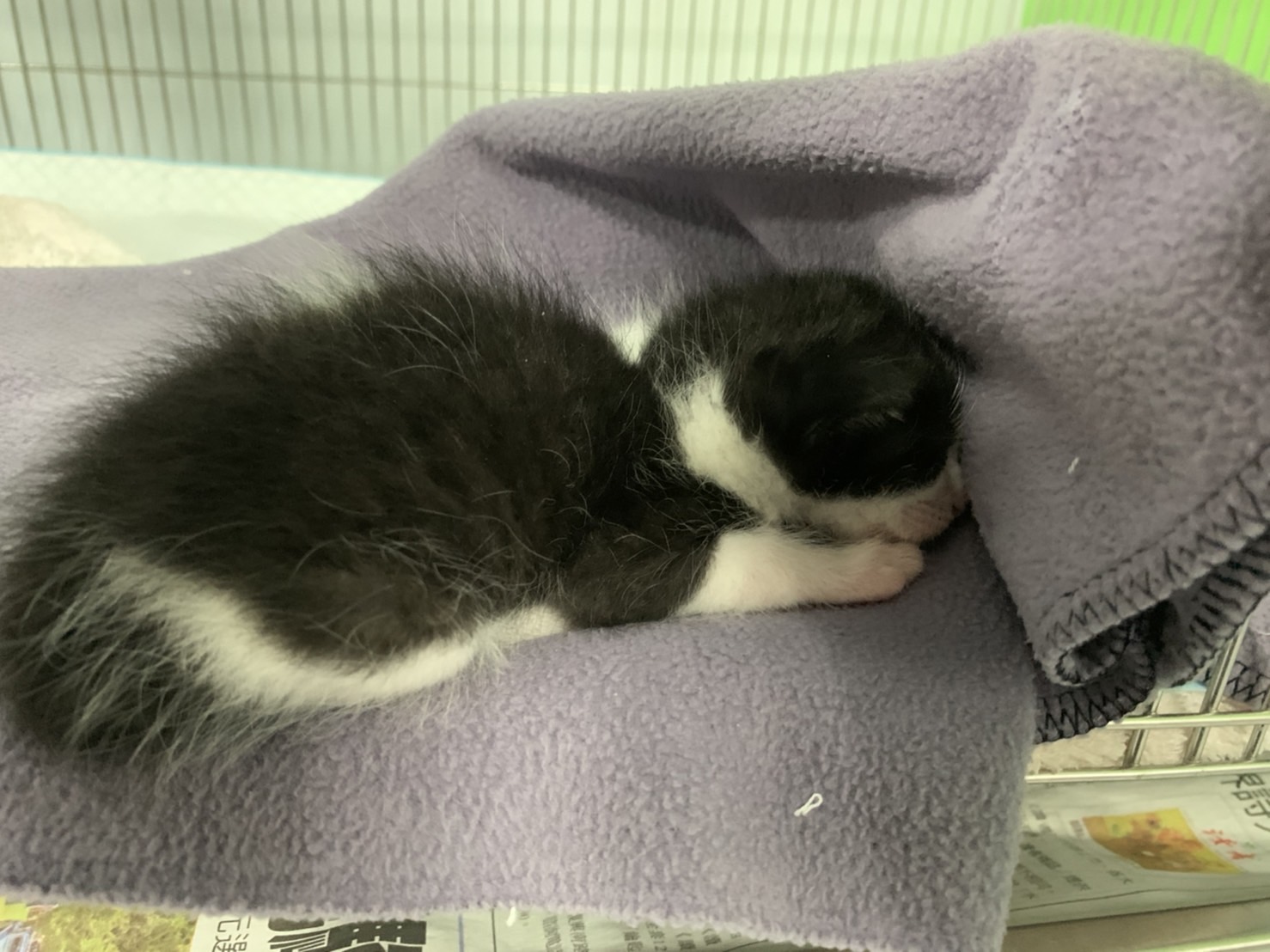 黑白幼貓完成進食後安靜睡眠。（新北動保處提供）