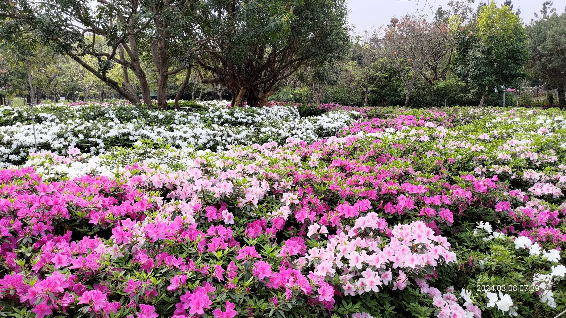大安森林公園生態復育有成，連樹木都重新栽種，2020年啟用的「杜鵑花心心」，每年春天杜鵑花季都吸引無數民眾前來，成為熱門打卡景點。（大安森林公園之友基金會提供）