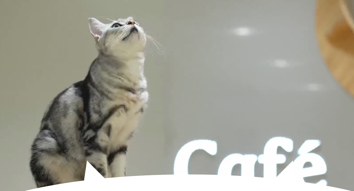 熊本AEON爆炸「1樓咖啡廳25隻貓受困」，今全數獲救。（翻攝自Cat Cafe MOFF官網）