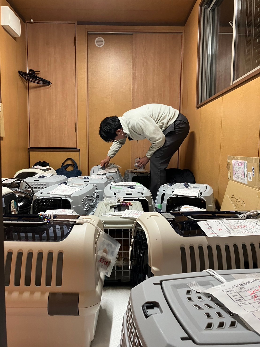 搶救回來的貓正接受志工細心照料。（桐本滉平提供）