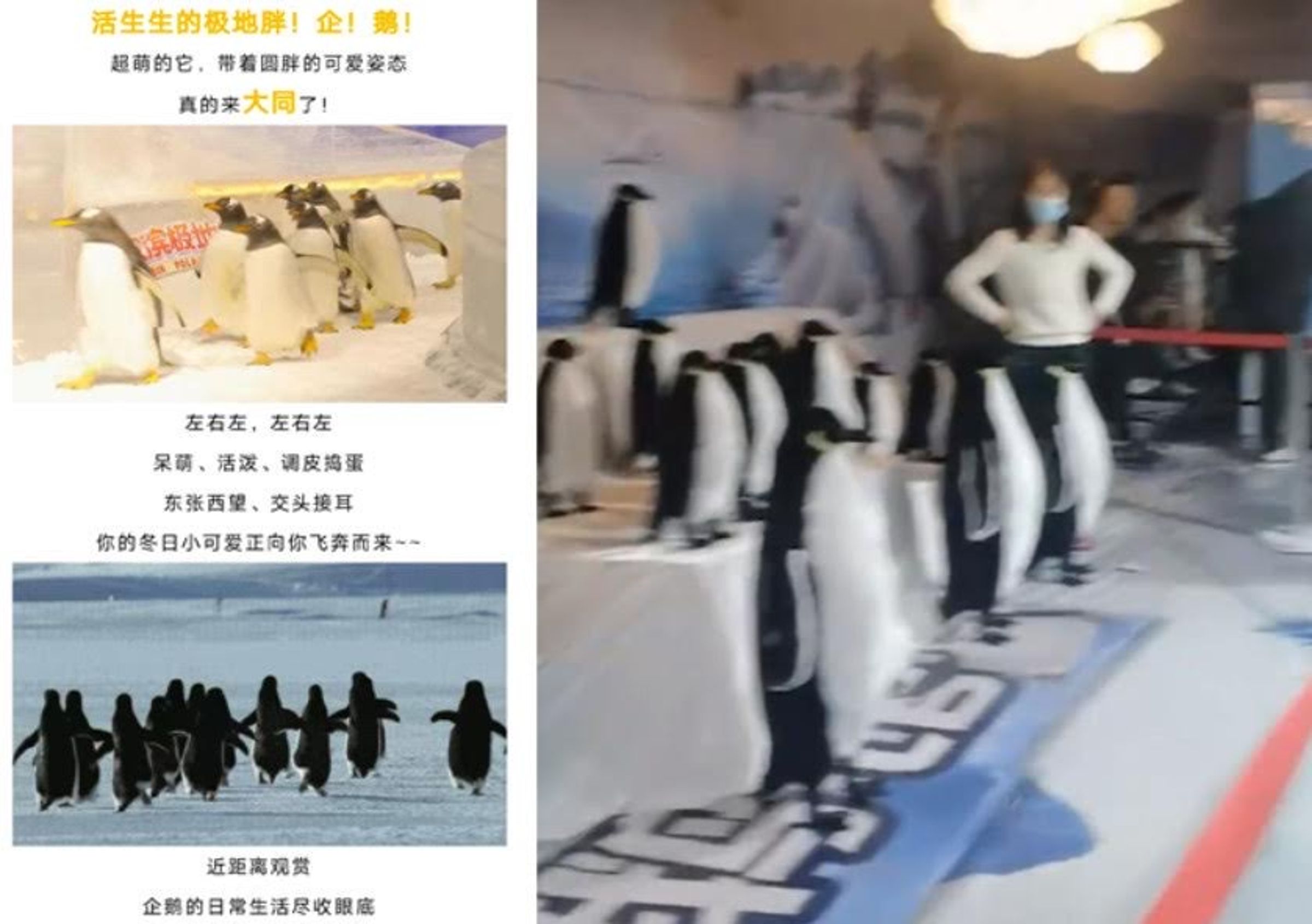 南極企鵝館竟然展示整排企鵝模型,讓入場民眾傻眼。(翻攝微博)