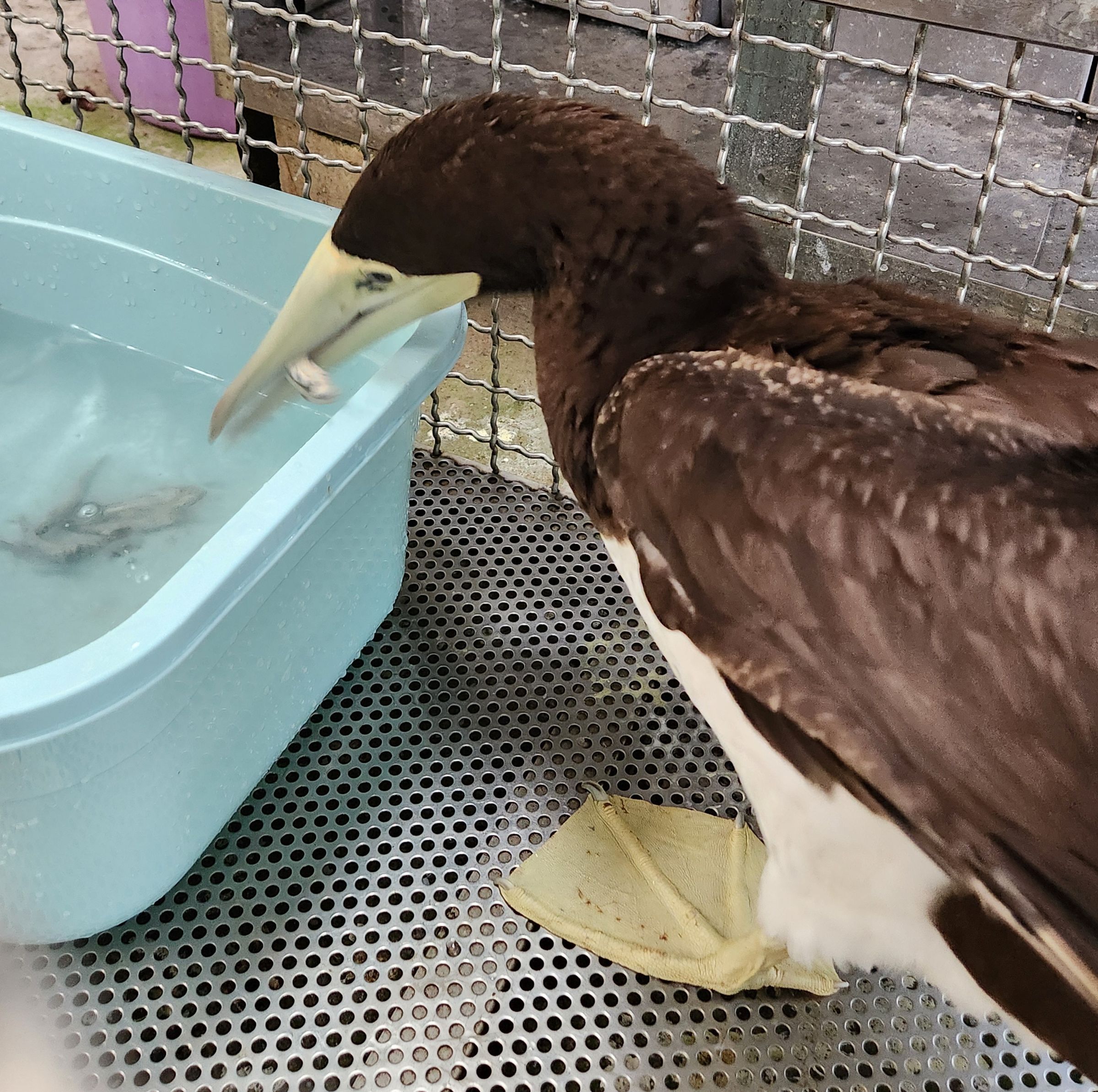 饑餓多時的鰹鳥飽食一頓鮮魚大餐。(新北動保處提供)
