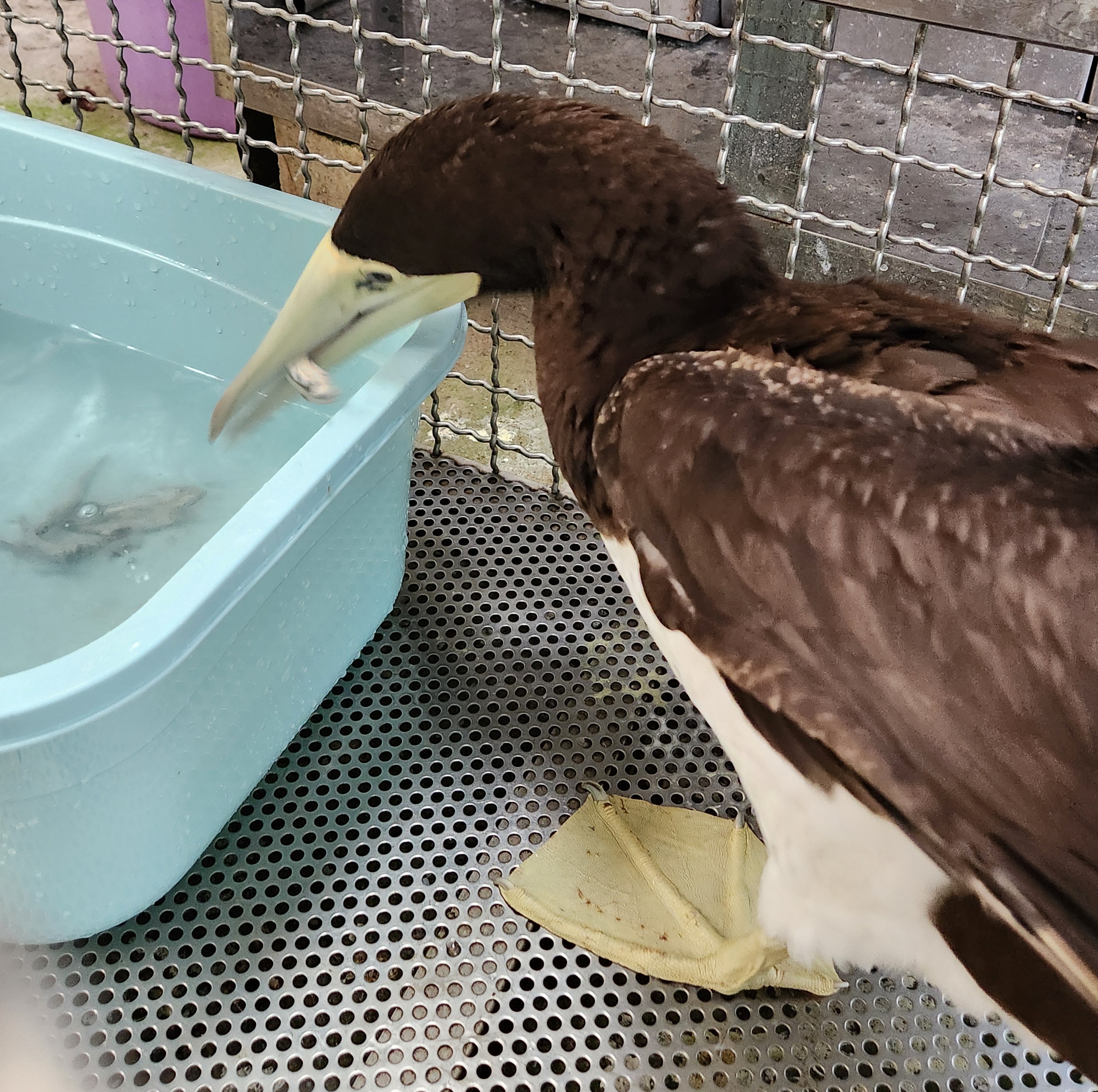 饑餓多時的鰹鳥飽食一頓鮮魚大餐。（新北動保處提供）