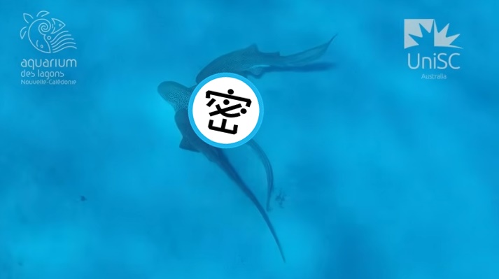 科學家首次拍下「豹紋鯊」的多重交配畫面，1后2王的繁衍策略，成為人類探索大自然最珍貴的線索。（翻攝自YouTube@UniSC: University of the Sunshine Coast）