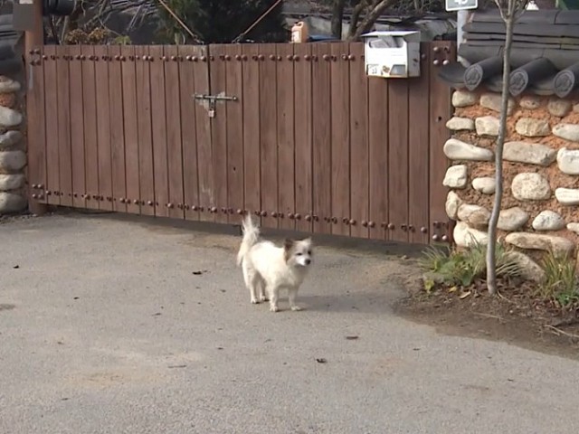 三代同堂搭濟州航空9死，家裡只剩牠！忠犬癡等主人回來。（翻自《NEWS 1》）