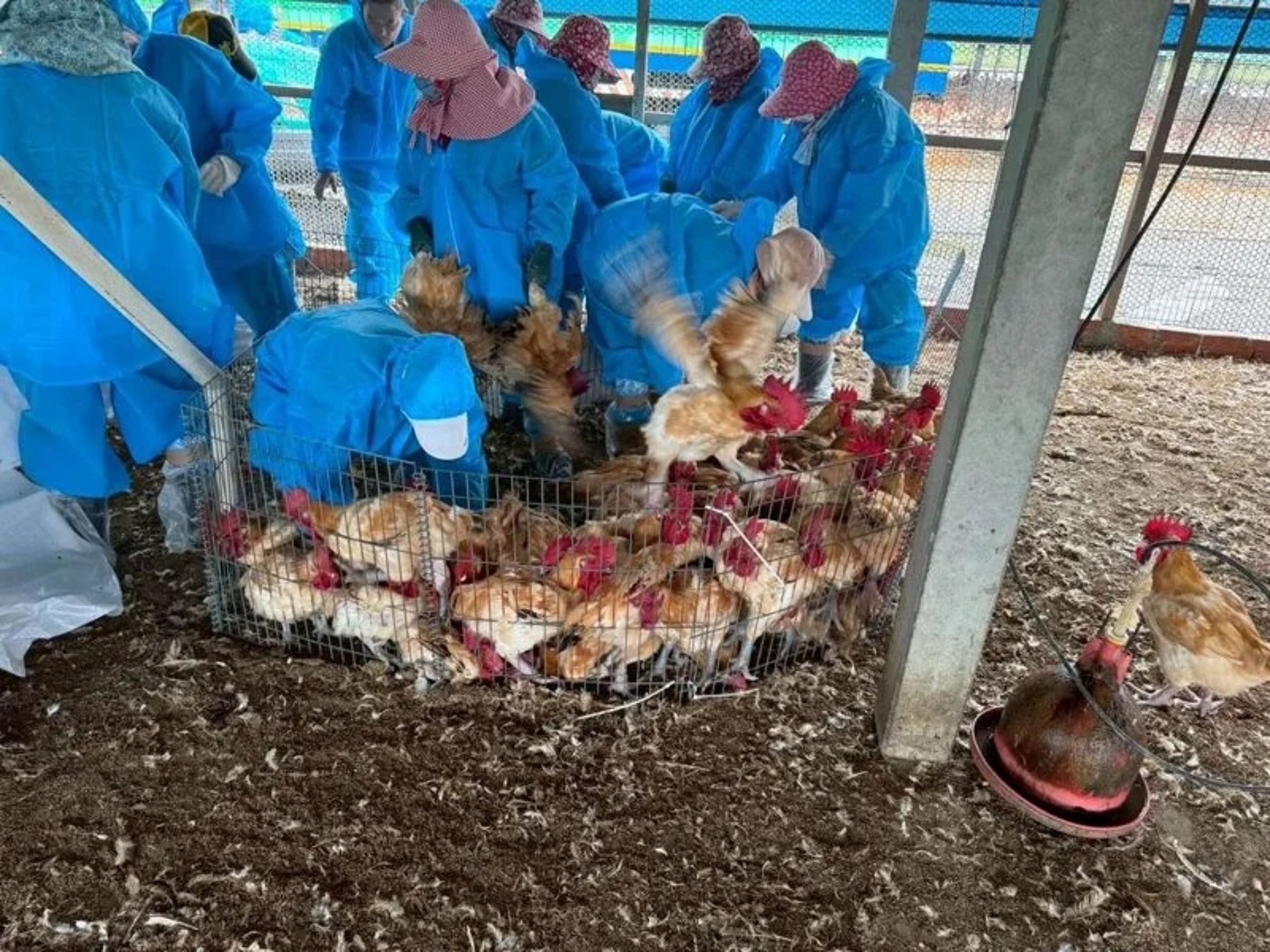 雲林縣動植物防疫所經調查並採樣送驗,發現兩處禽場確診H5N1亞型高病原性禽流感,今日已完成撲殺作業。(雲林縣政府提供)