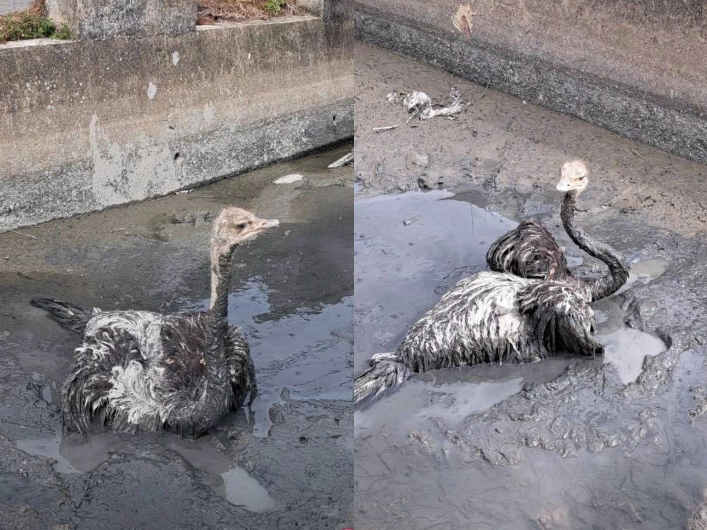 彰化縣伸港鄉昨（3日）傍晚，2隻體型超大的鴕鳥突然從飼養場脫逃。（翻攝自議員賴清美臉書）