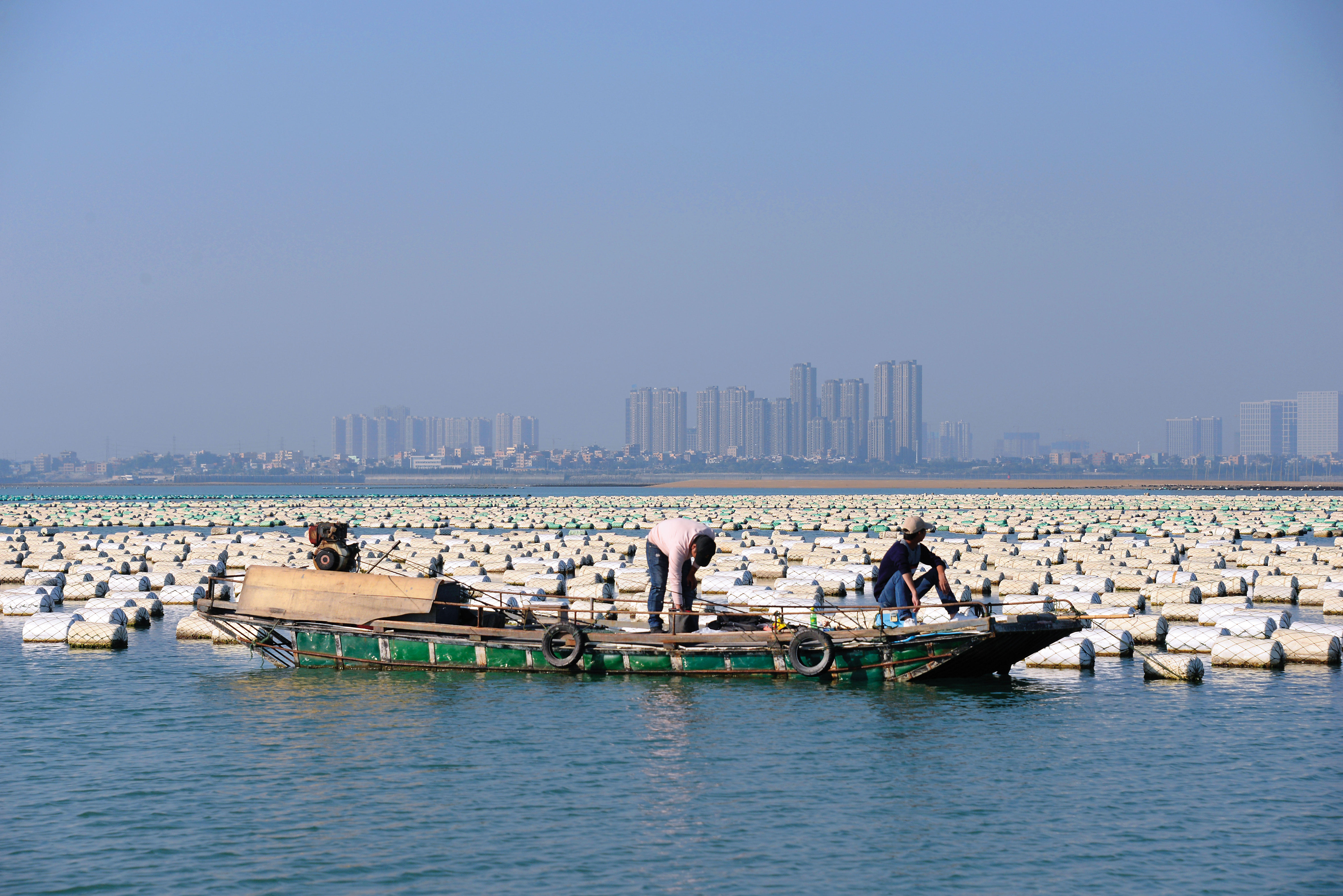金廈海域蚵棚與高樓林立的廈門直線距離僅3公里，中國漁船越界協助採蚵成常態，引發關注。（洪清漳提供）