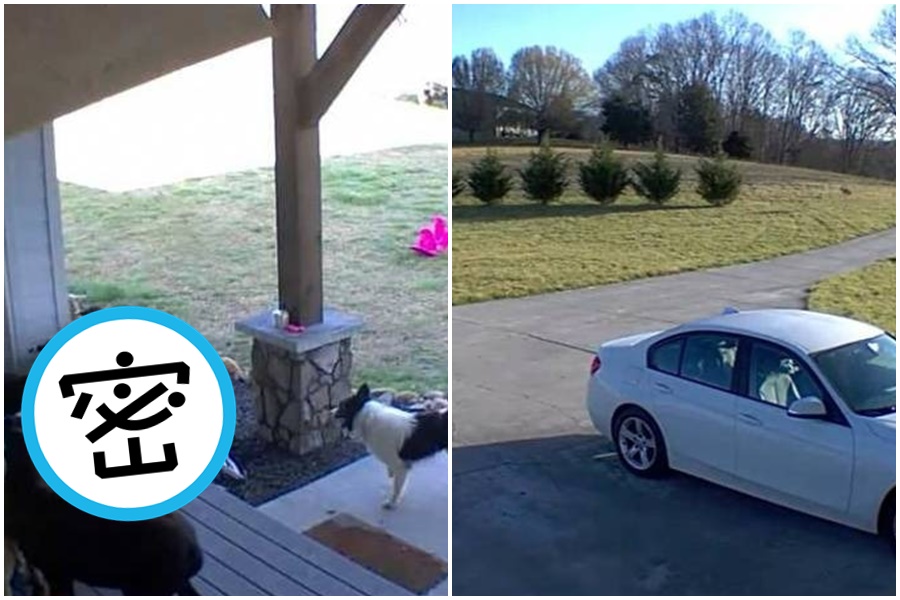  美國一名飼主近日發現家裡的小邊離家出走，結果隔天讓他更傻眼。（翻攝自Youtube）