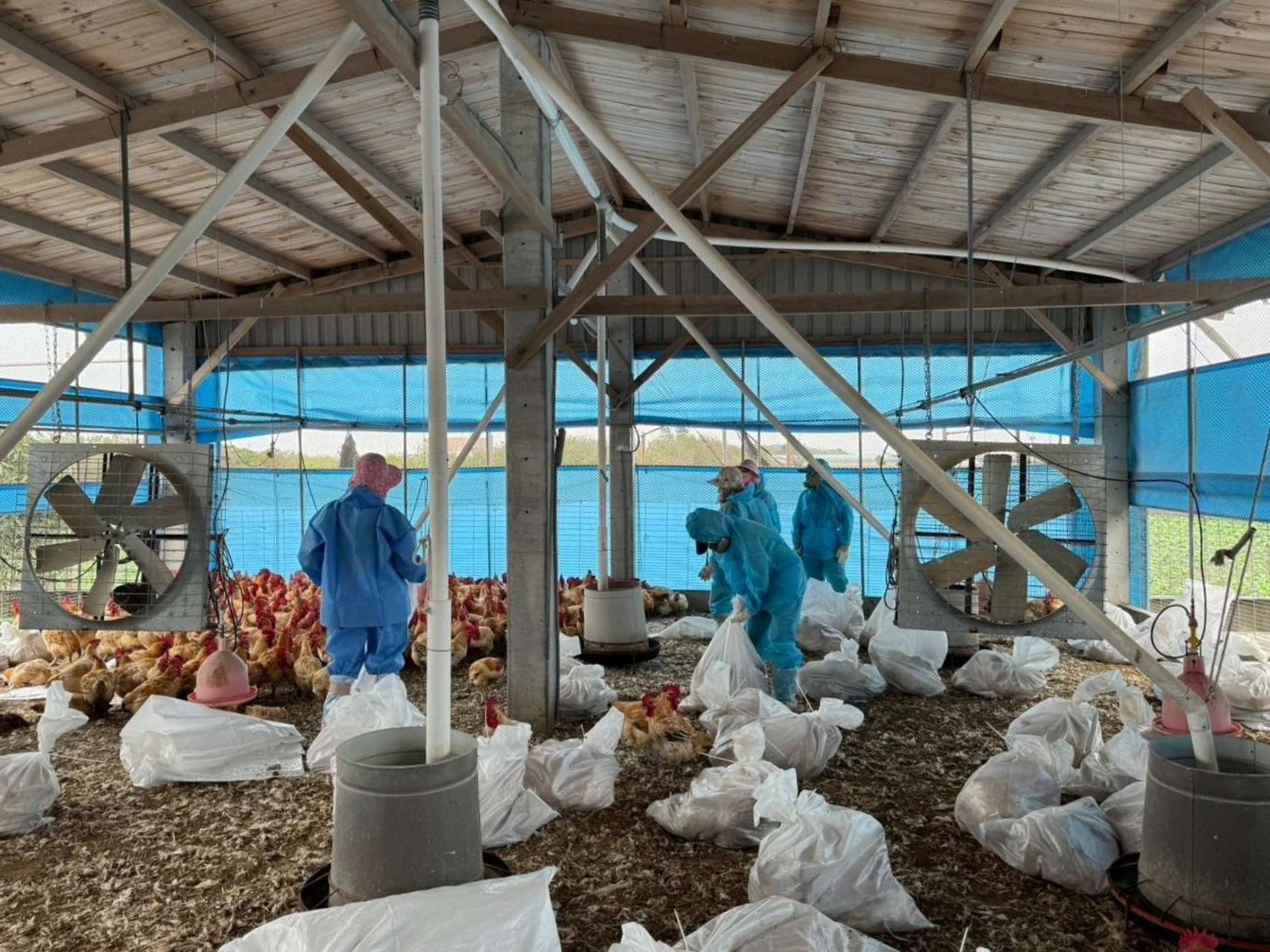 麥寮鄉1土雞場(主動通報)確診H5N1亞型高病原性禽流感,今日執行64日齡紅羽土雞12,375隻之撲殺銷毀作業。(雲林縣政府提供)