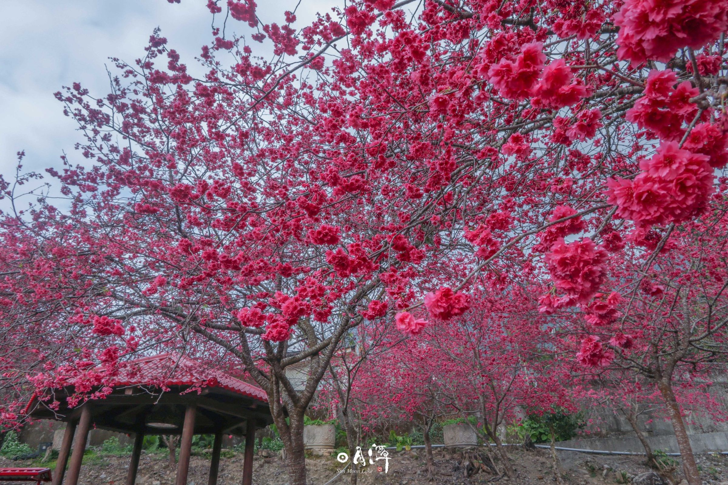 除了日本可以欣賞櫻花外,台灣也有部分地區可見類似美景。(翻攝自日月潭國家風景區管理處)