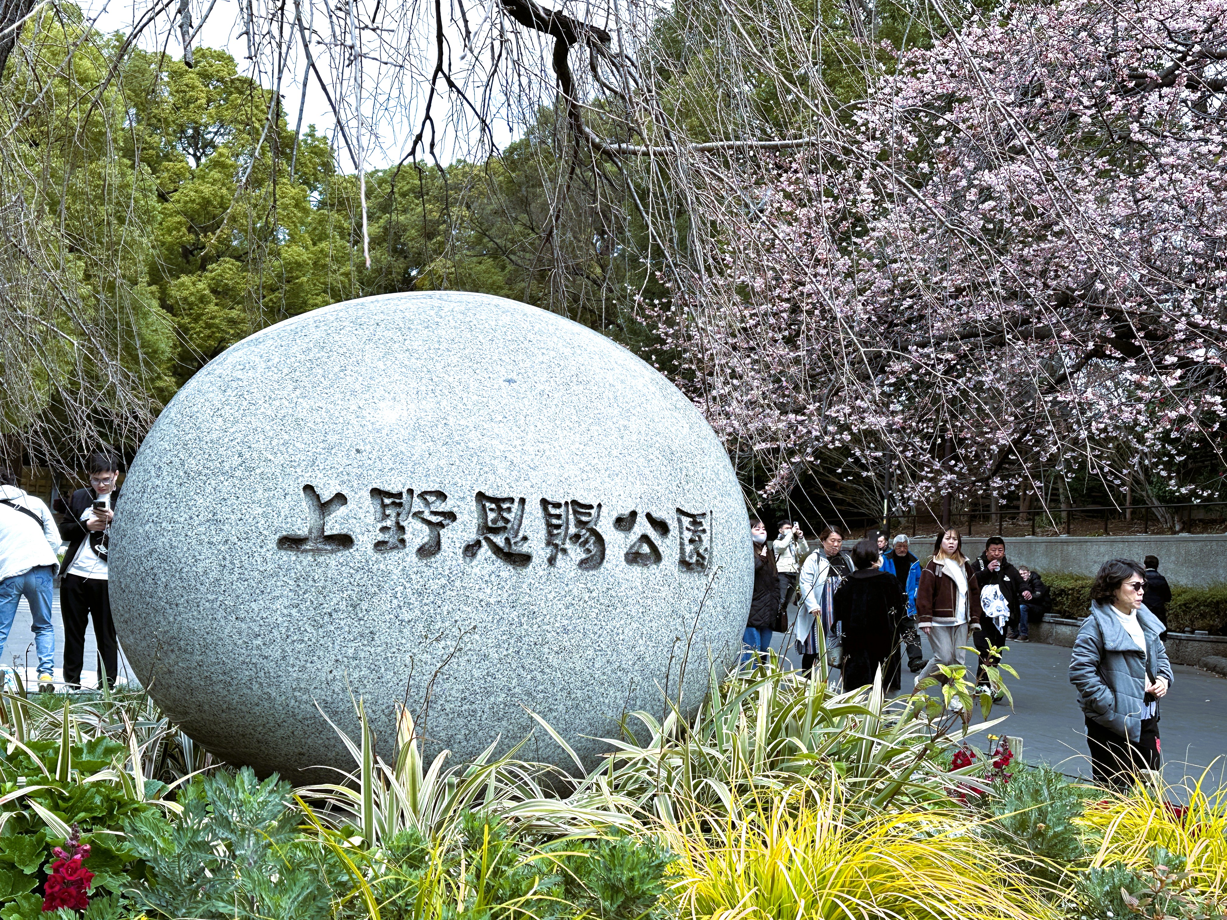 日本櫻花要開了！最新預測中，東京將在3月19日開花、25日滿開。