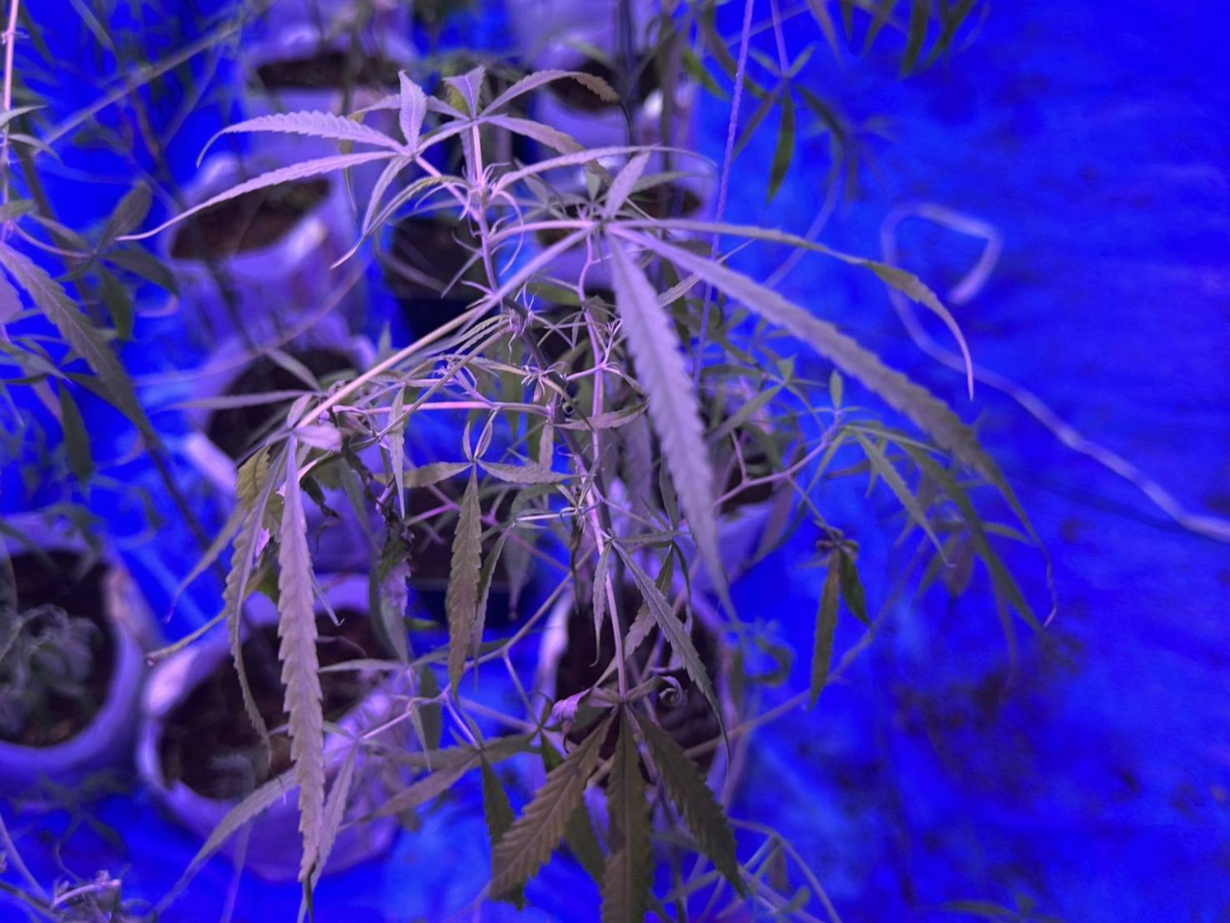 楊嫌在屋內種植大麻 。（中打提供）