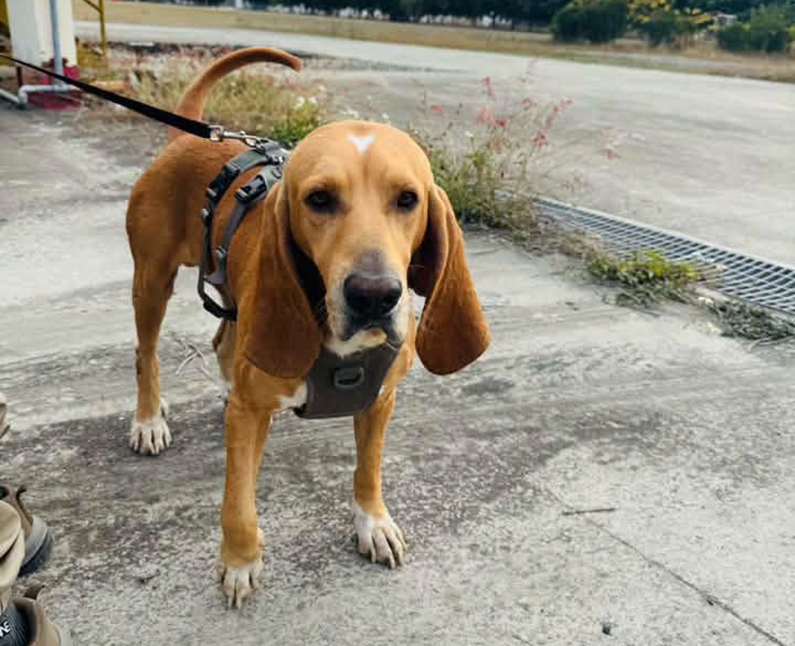 戰功彪炳!「足跡追蹤犬」巴薩遭毒蛇咬傷離世 曾搜救林葉亭失智父