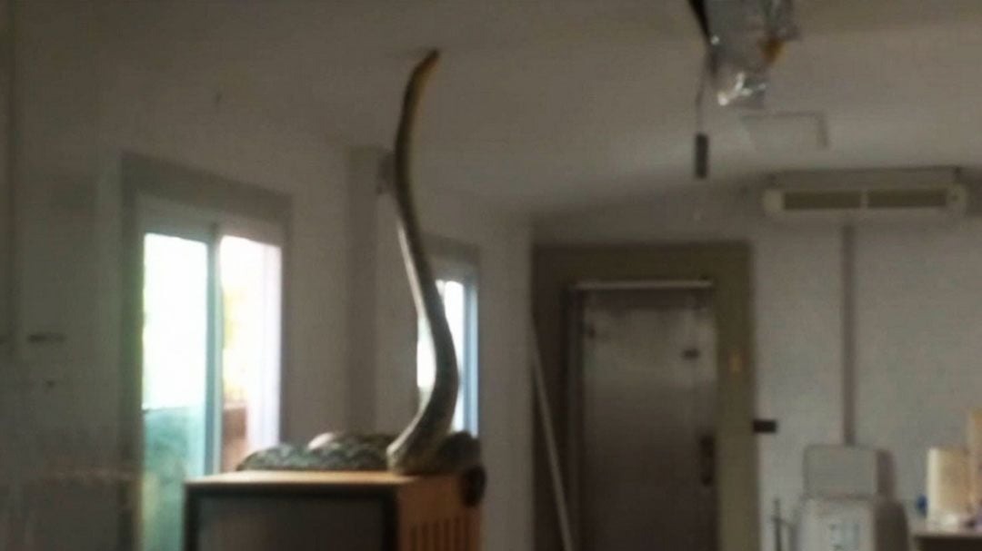 蟒蛇甚至試圖將身體往上提升，企圖重新爬回天花板中。（翻攝畫面）