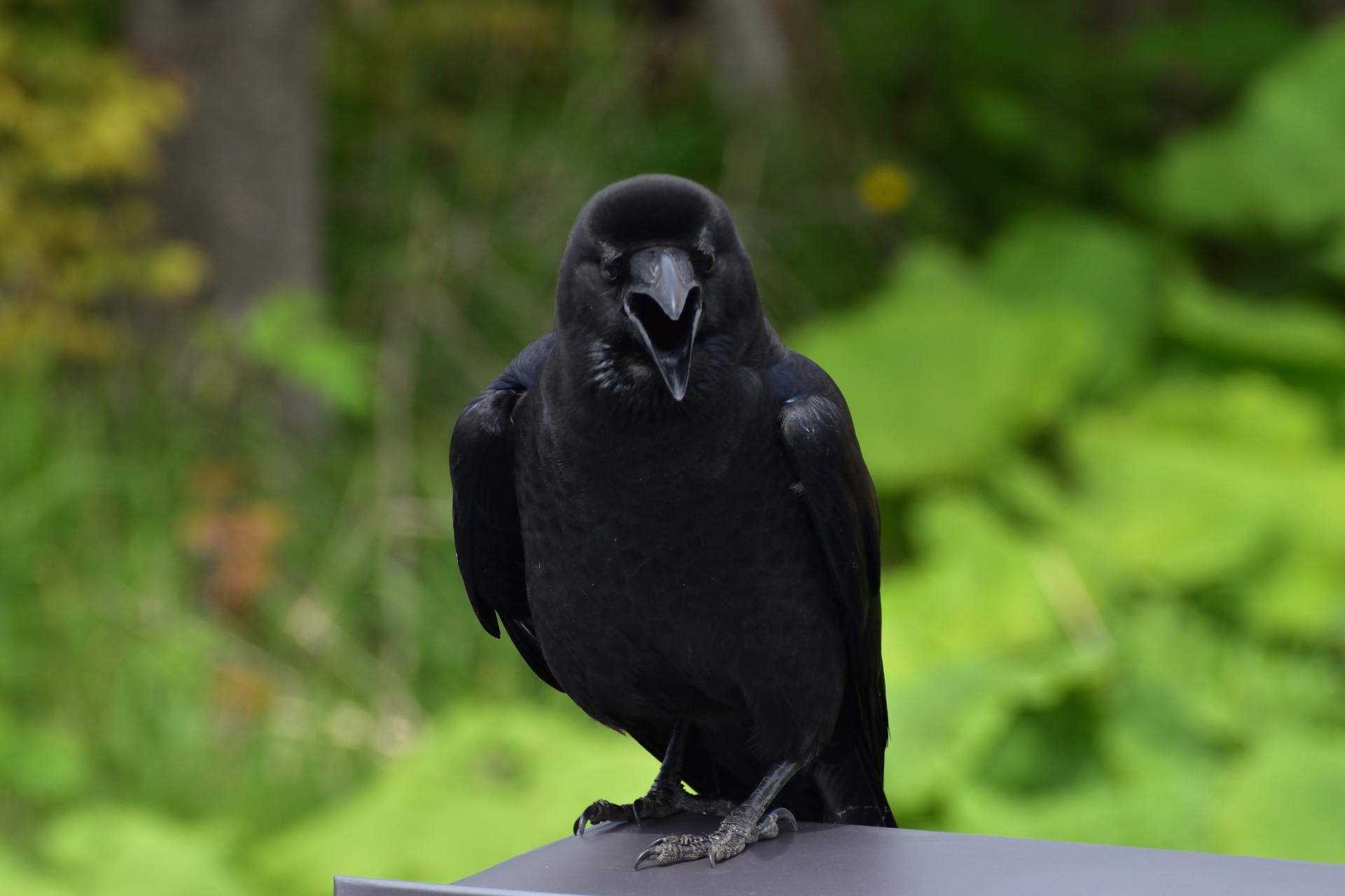 華盛頓大學研究顯示，烏鴉能記仇長達17年，還會將這種辨識仇恨對象的資訊傳遞給同伴。（示意圖，photoAC）