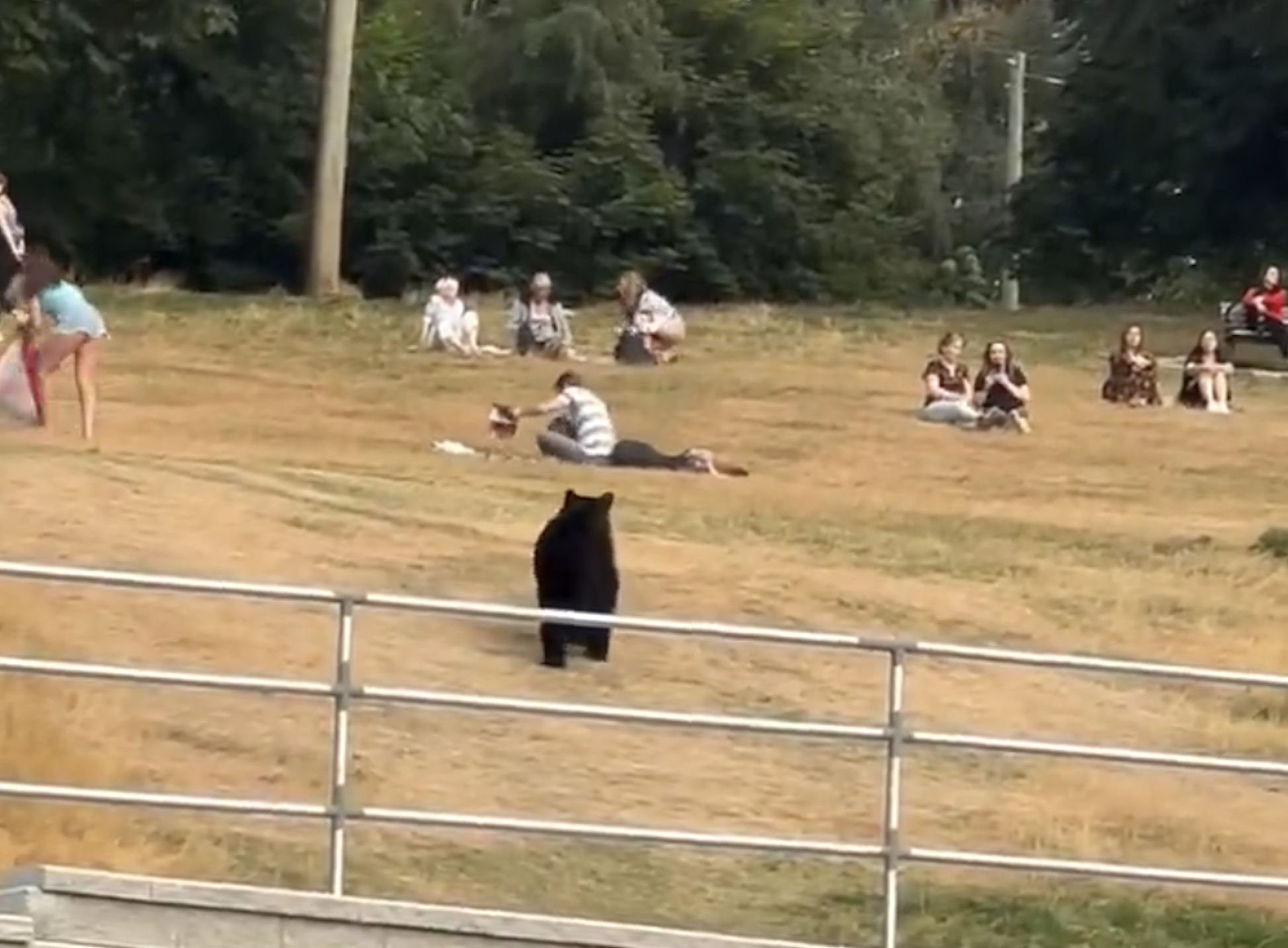 一頭野生黑熊走入人類野餐區，偷吃食物。（翻攝影片畫面）