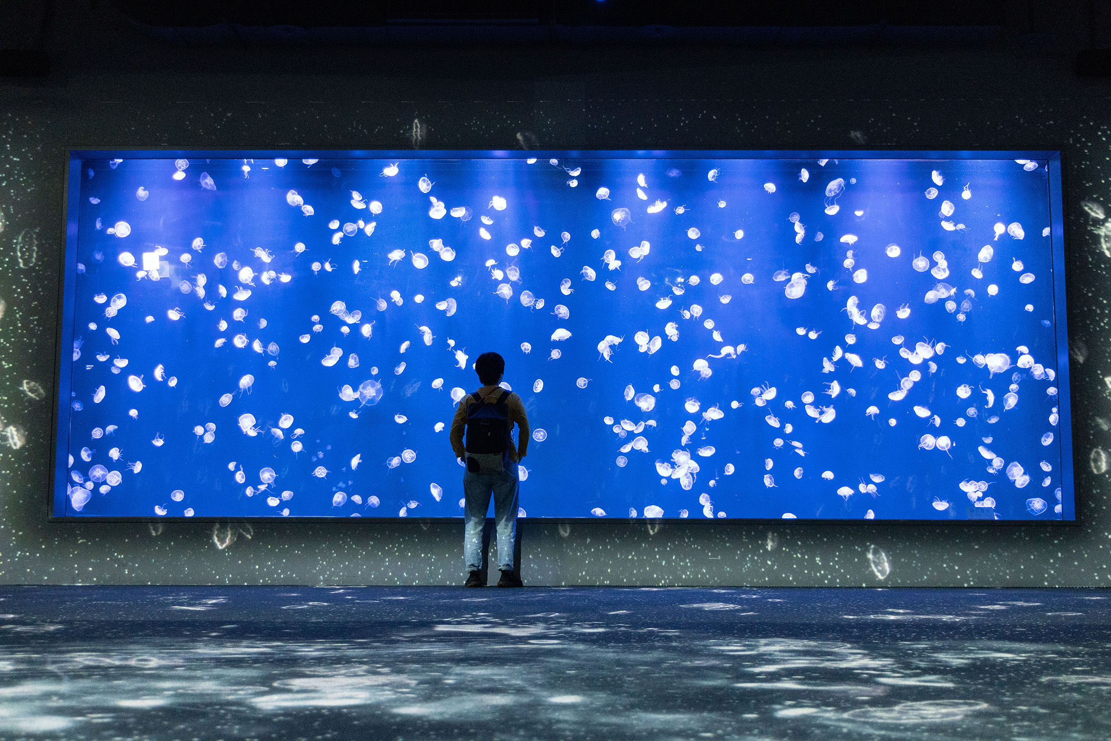 「台中海洋館」擁有全台規模最大的水母展示區，集結多達20種水母物種，在寬達8公尺展示缸前，搭配沉浸式互動投影，讓人宛如踏入夢幻水母宇宙。
